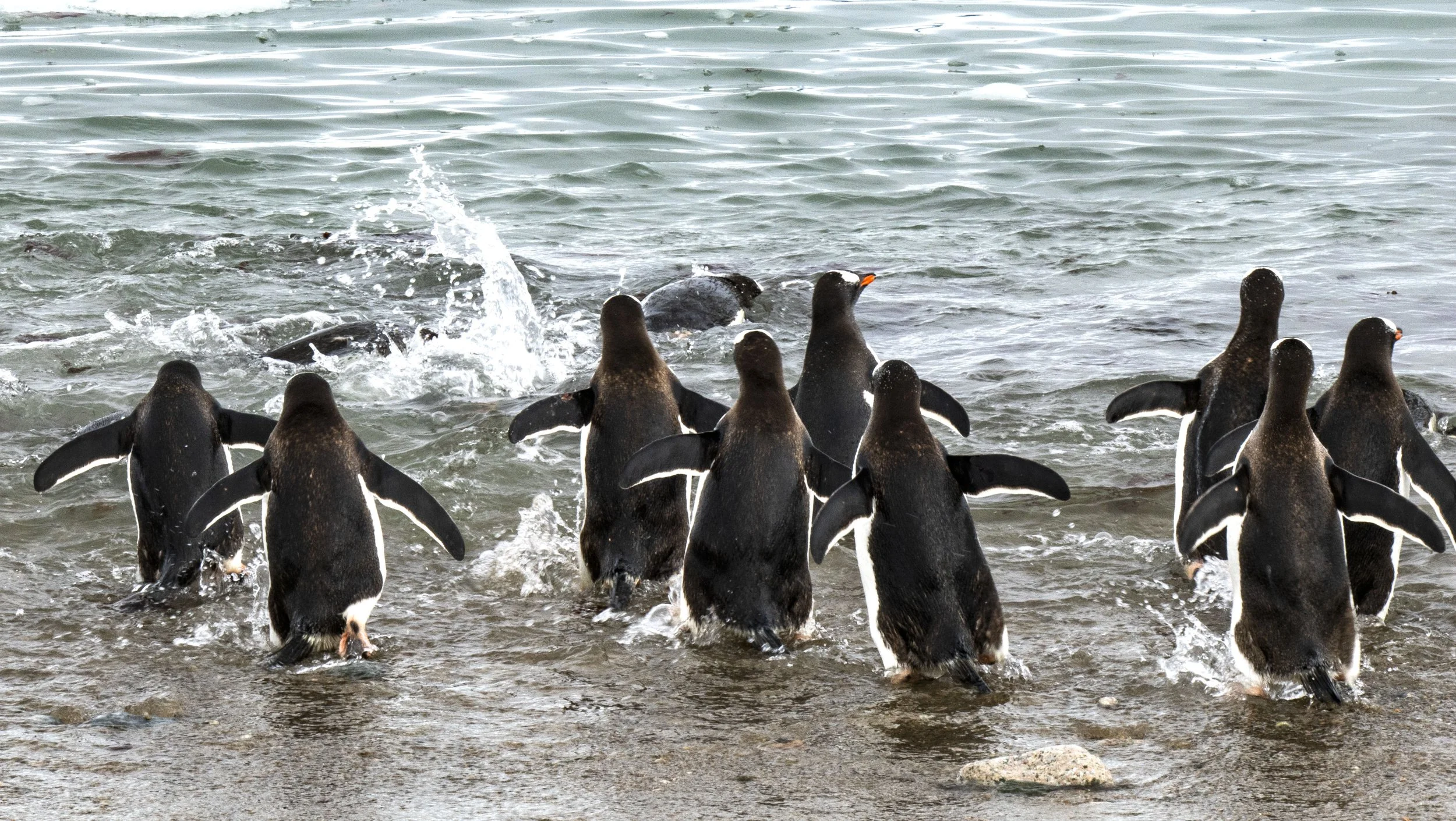 20260115 JP Day 7   0634.jpg