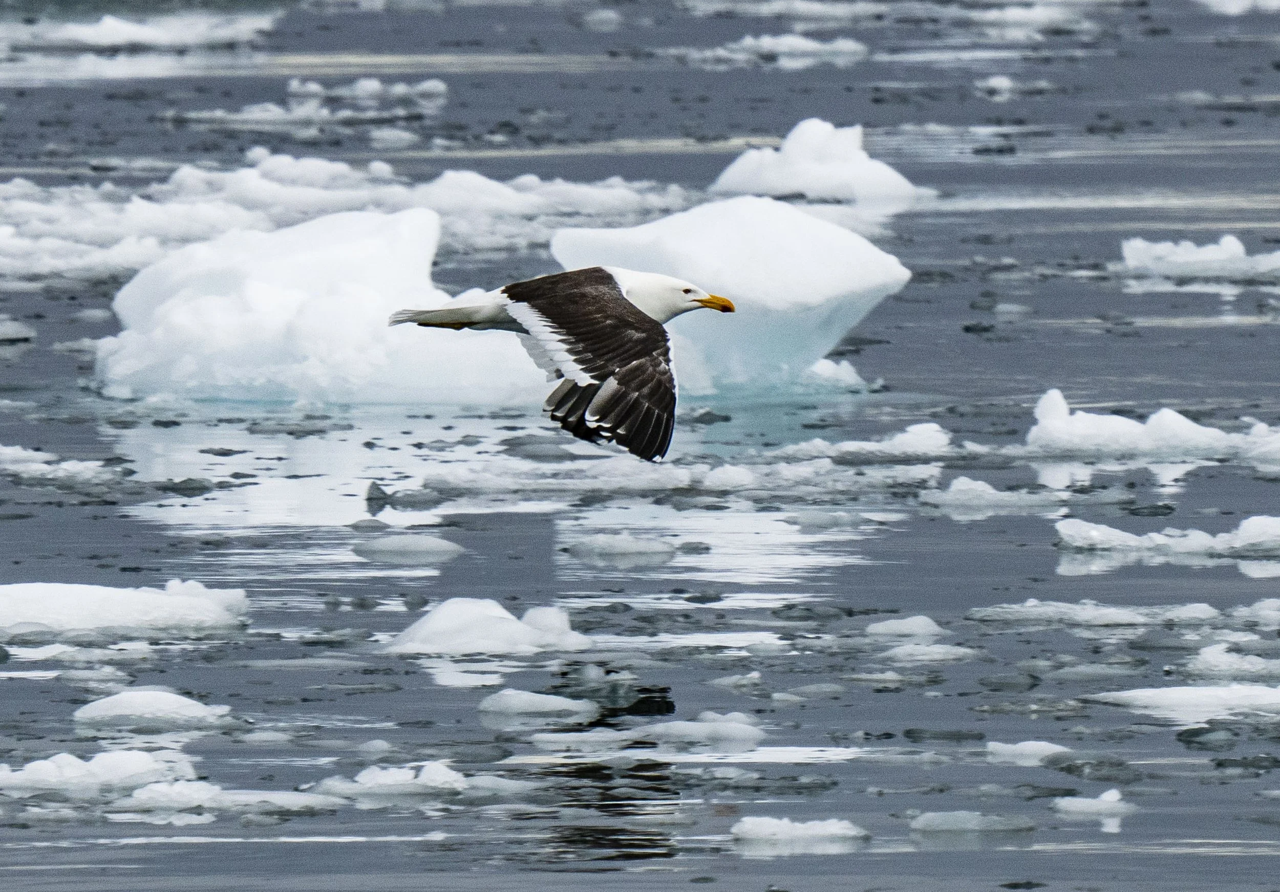 20260115 JP Day 7   0760.jpg