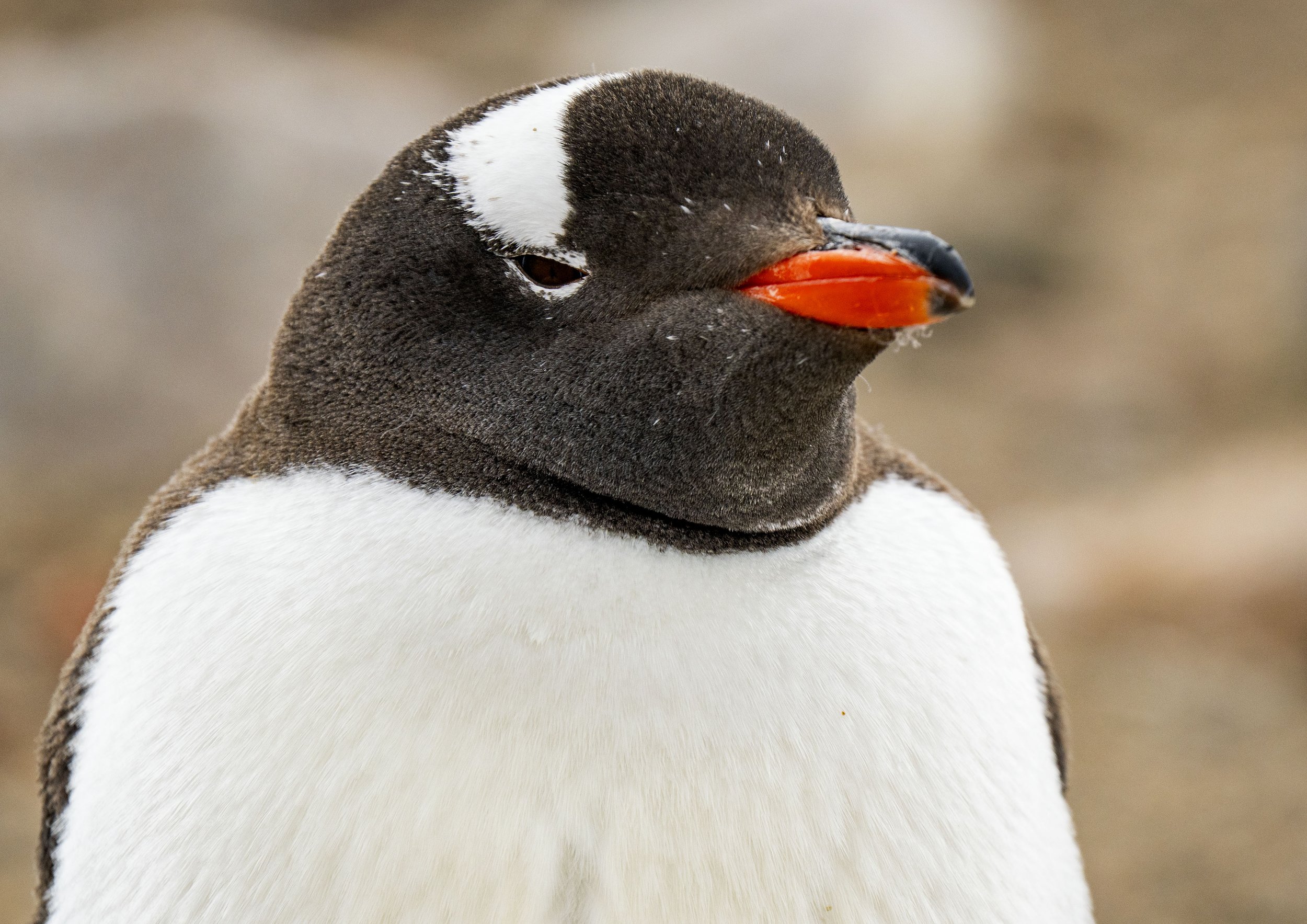 20260115 JP Day 7   0824.jpg