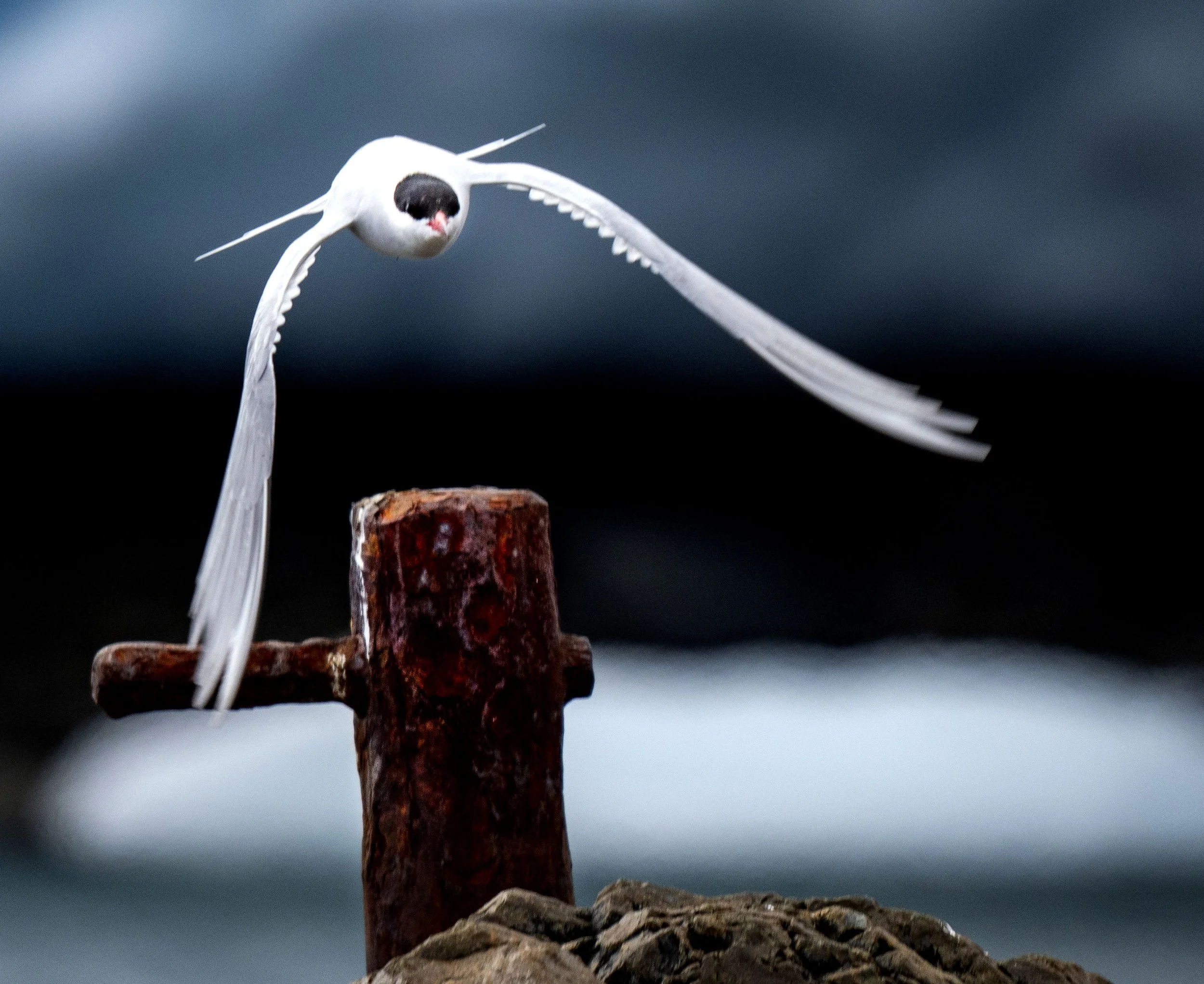 20260115 JP Day 7   1109.jpg