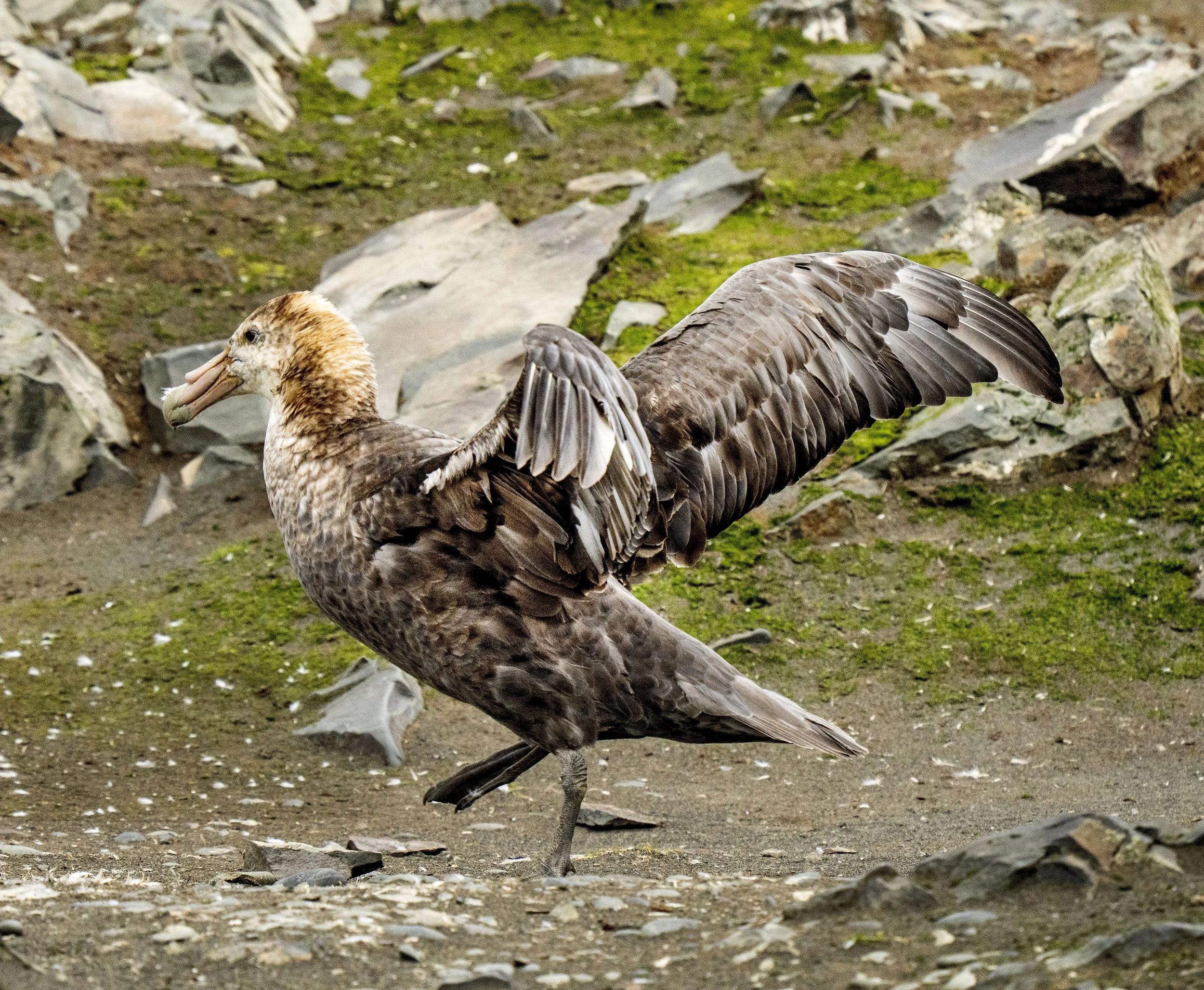 20260116 JP Day 8   0309.jpg