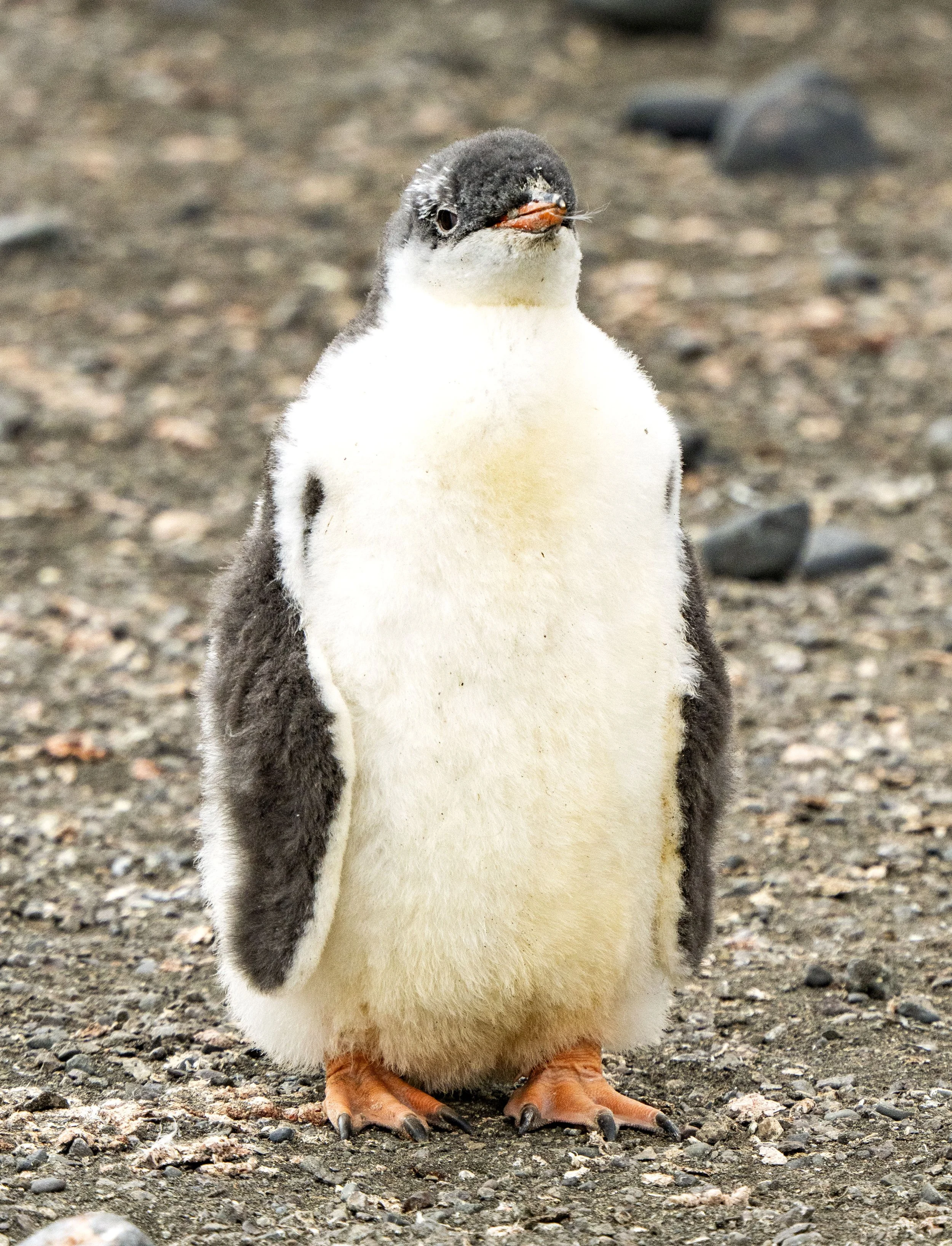 20260116 JP Day 8   0606.jpg