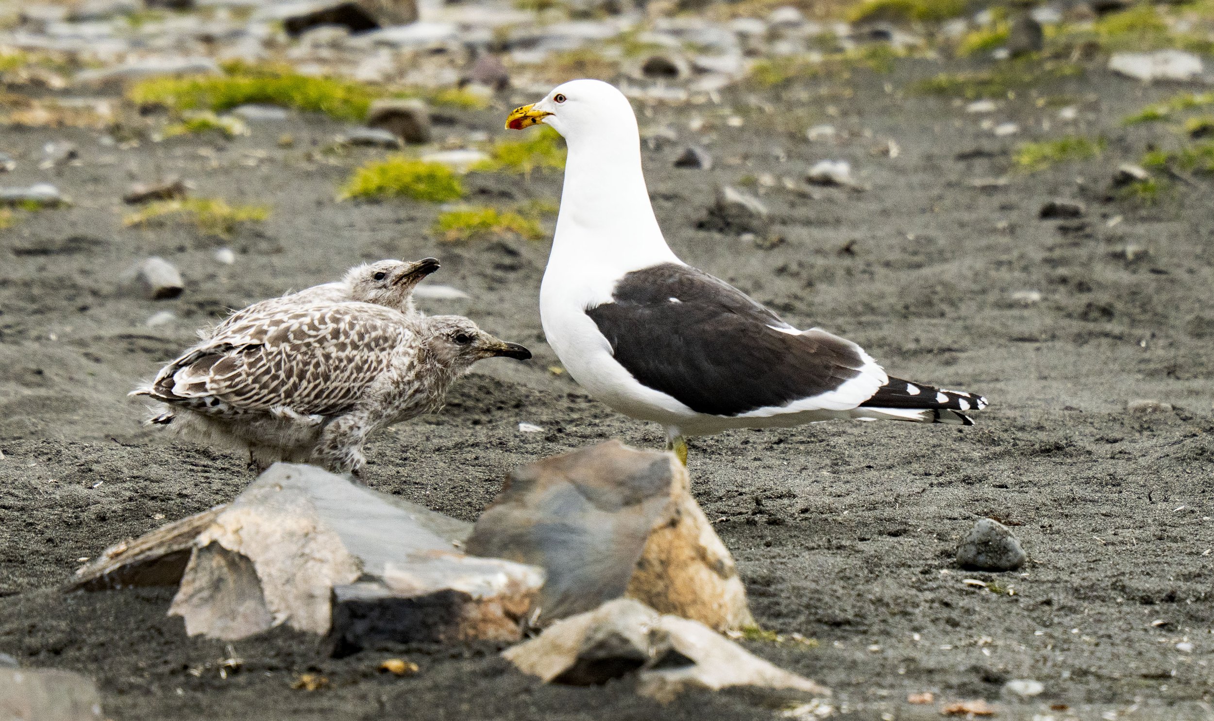 20260116 JP Day 8   0756.jpg