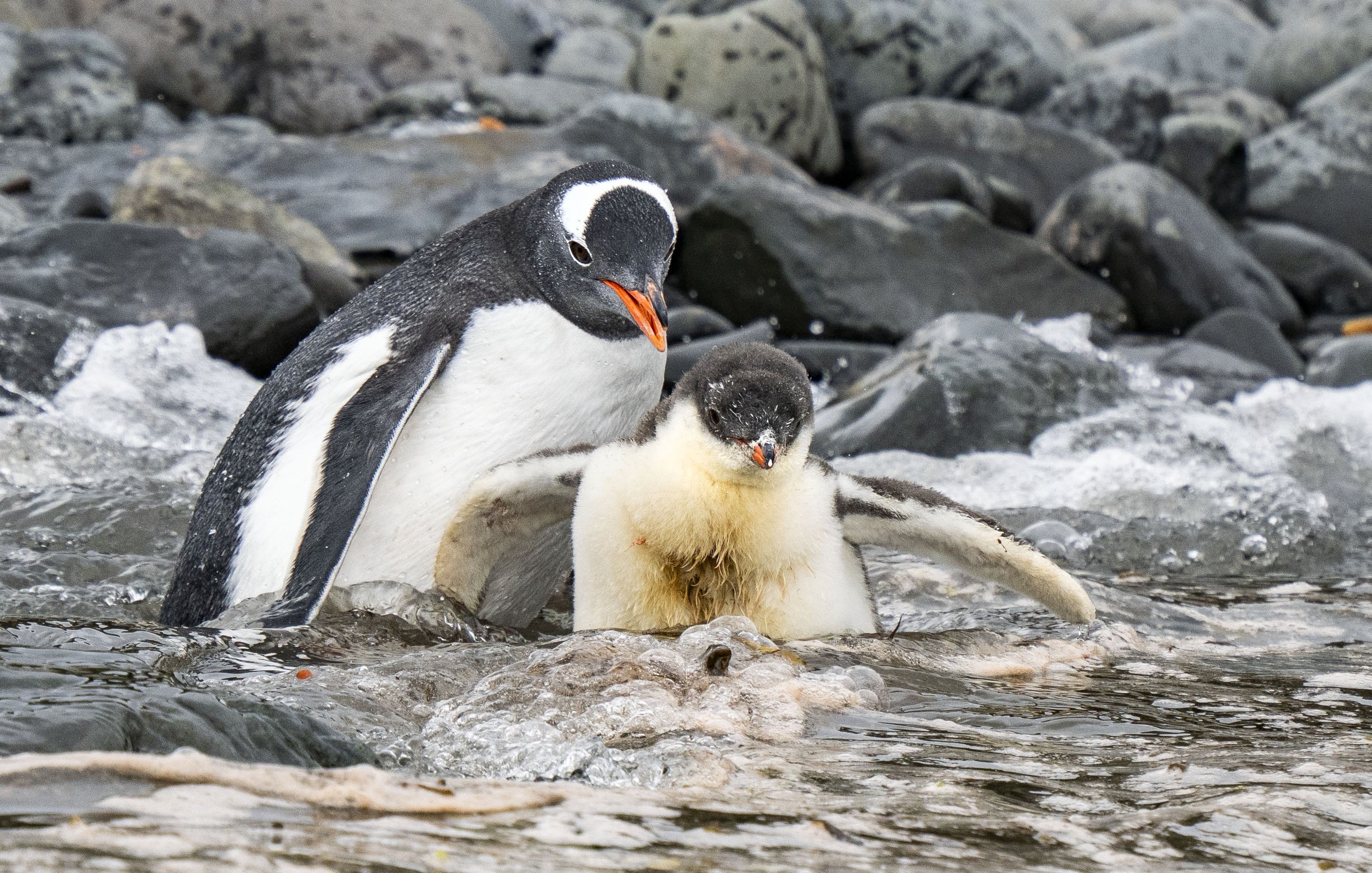 20260116 JP Day 8   1485.jpg