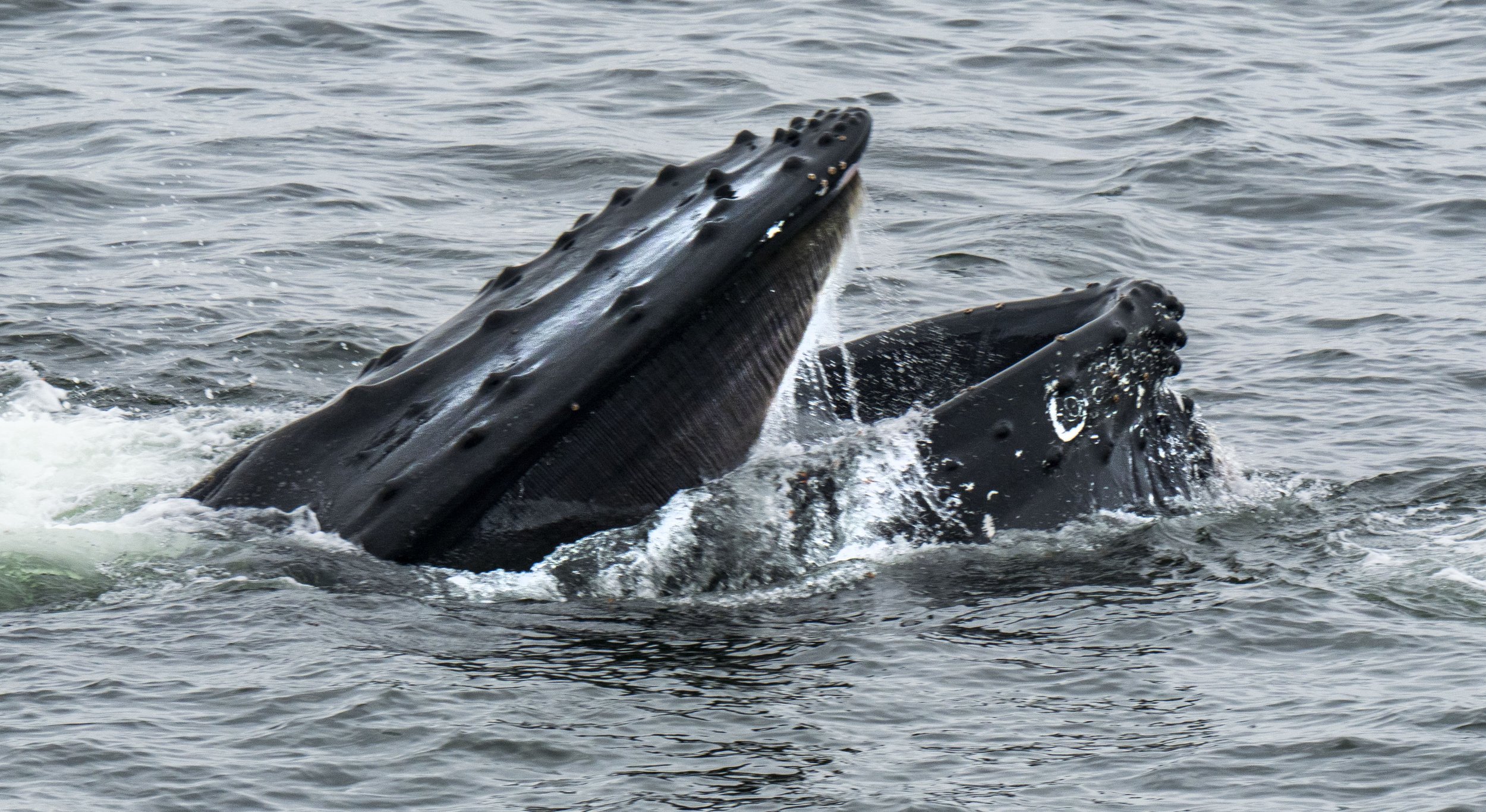 20260116 JP Day 8   1566.jpg