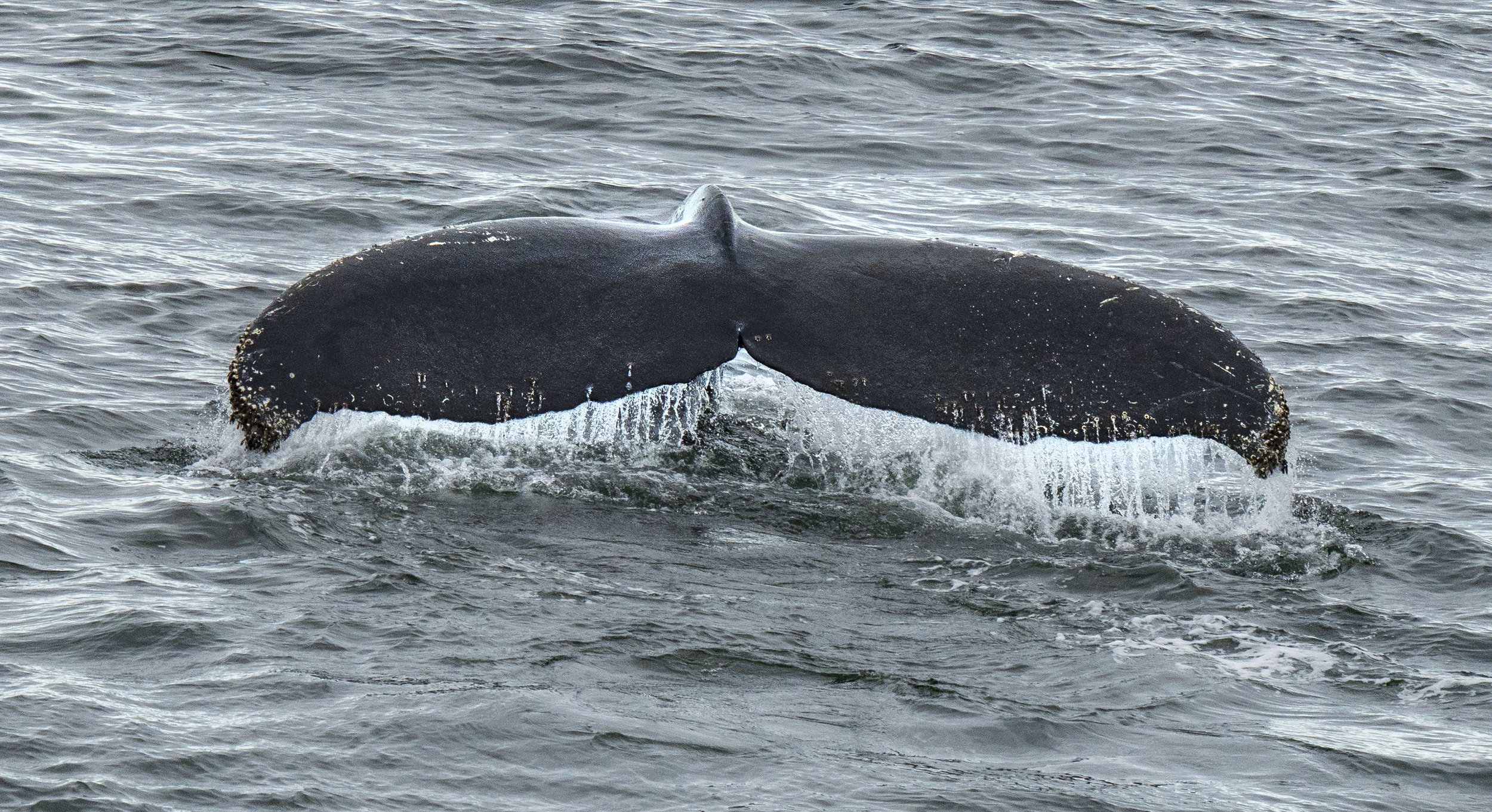 20260116 JP Day 8   2082.jpg