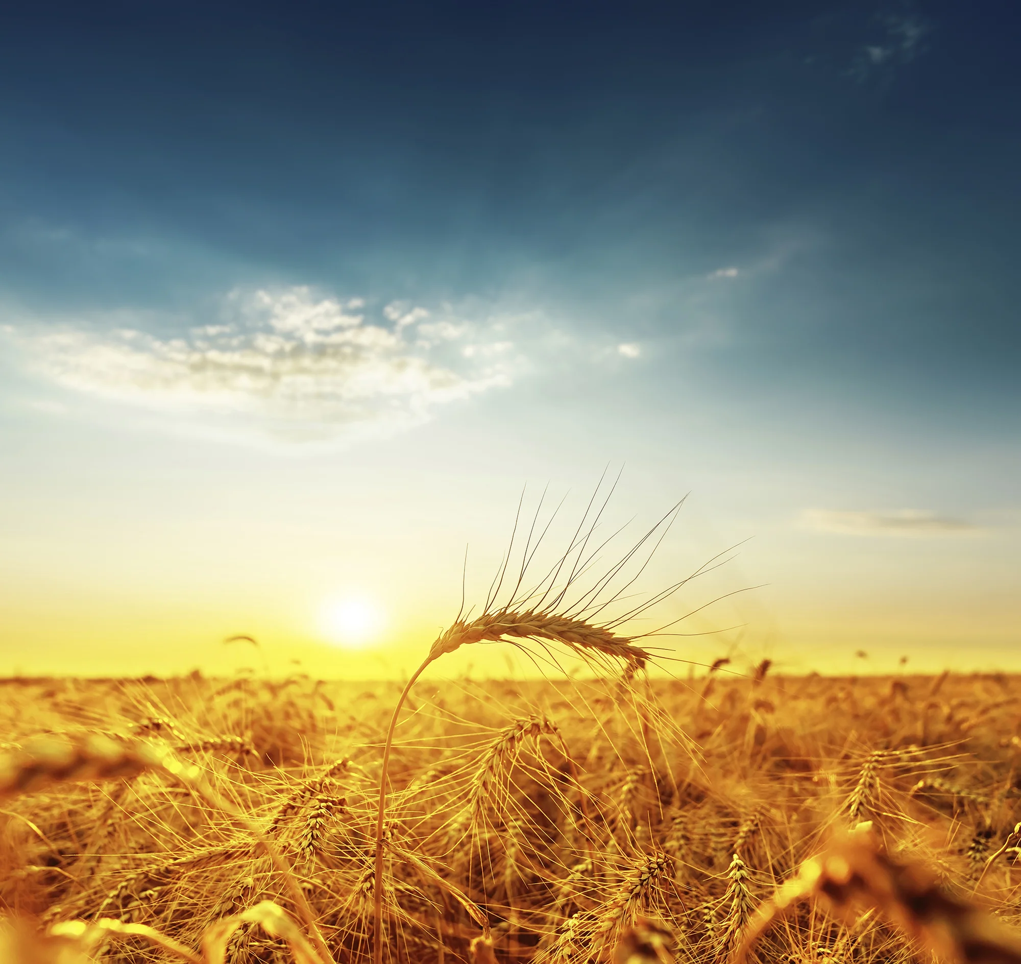 golden-harvest-under-dark-blue-cloudy-sky-on-sunset-000070084641_Large.jpg