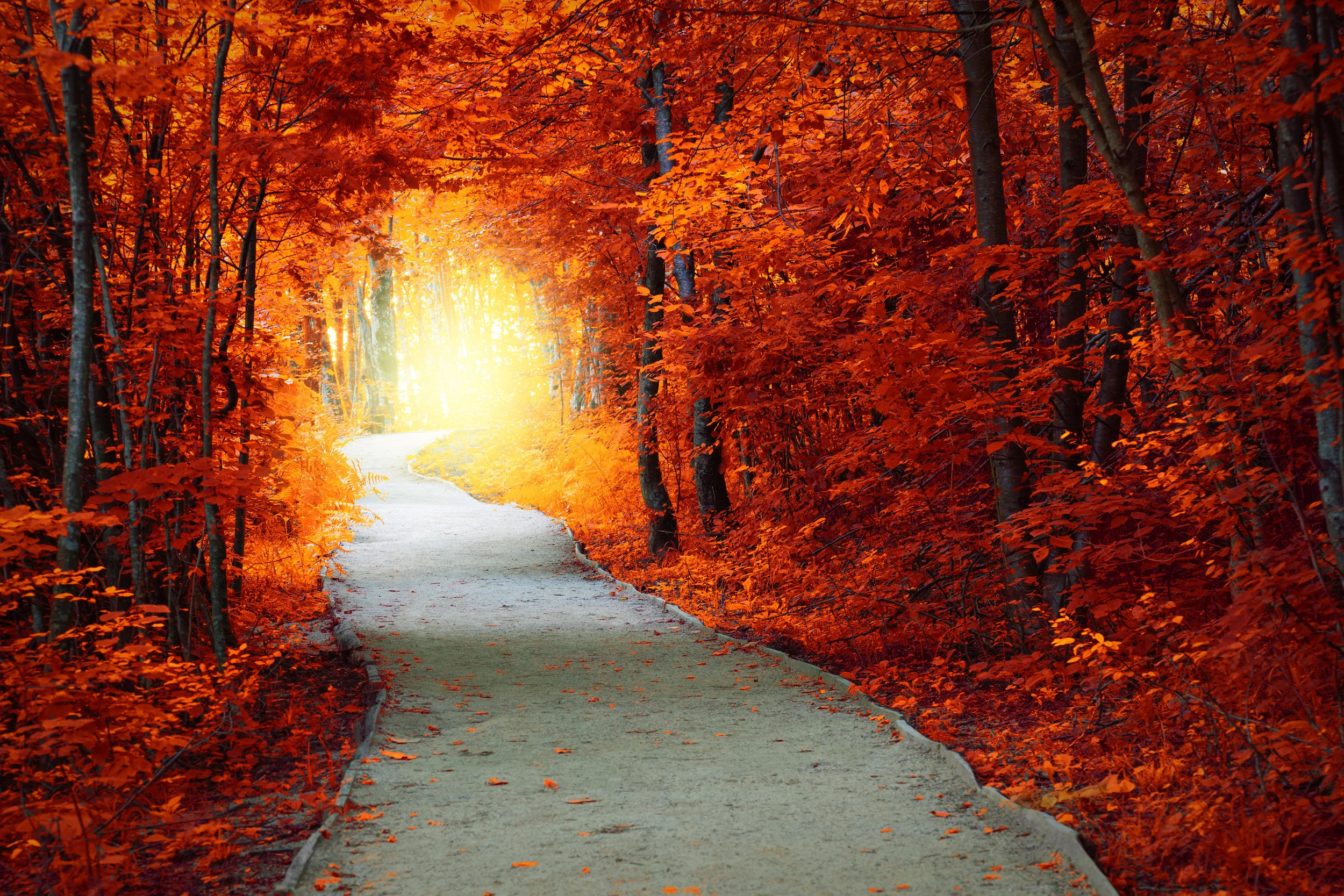 Fantastic-Autumn-forest-with-path-and-magical-light-605744860_3868x2579.jpeg