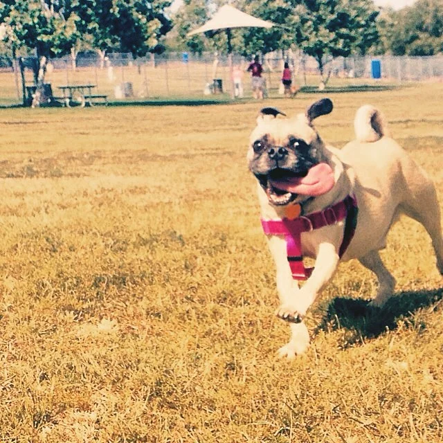 91. An interview with Fred the dog!