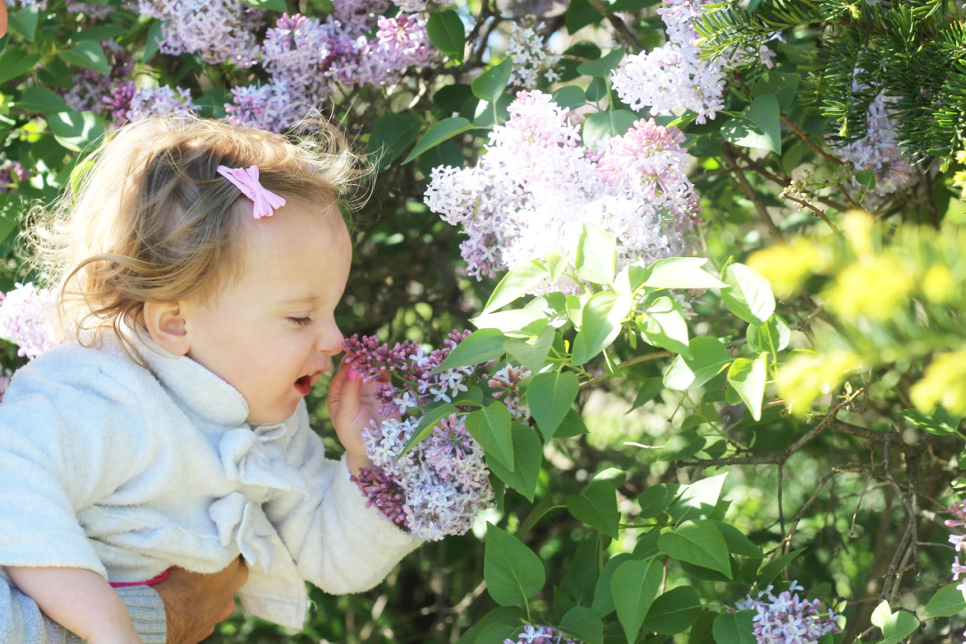 Tulip Time Festival So Dressed Up, Lilacs