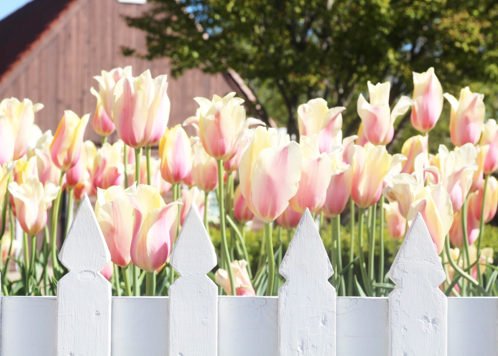 Tulip Festival, Windmill Island Gardens, So Dressed Up