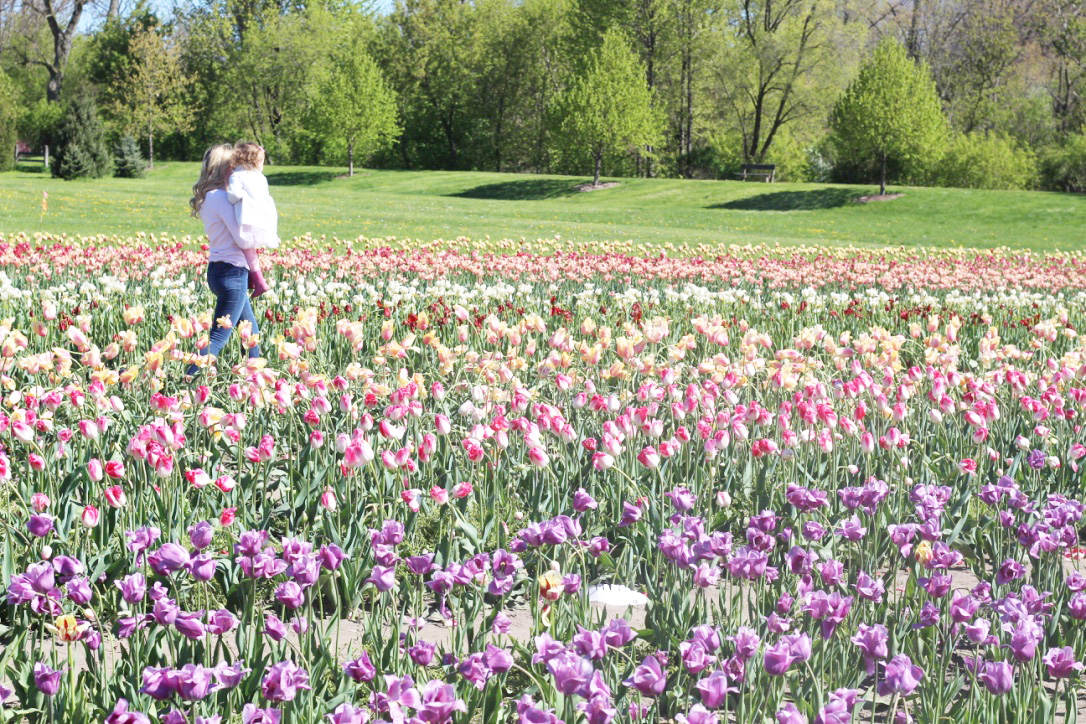 Tulip Festival, Windmill Island Gardens, So Dressed Up