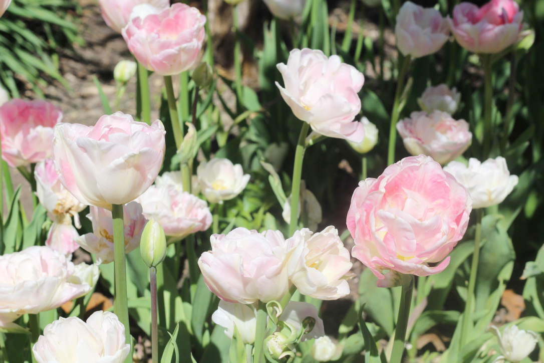 Tulip Festival, Windmill Island Gardens, So Dressed Up