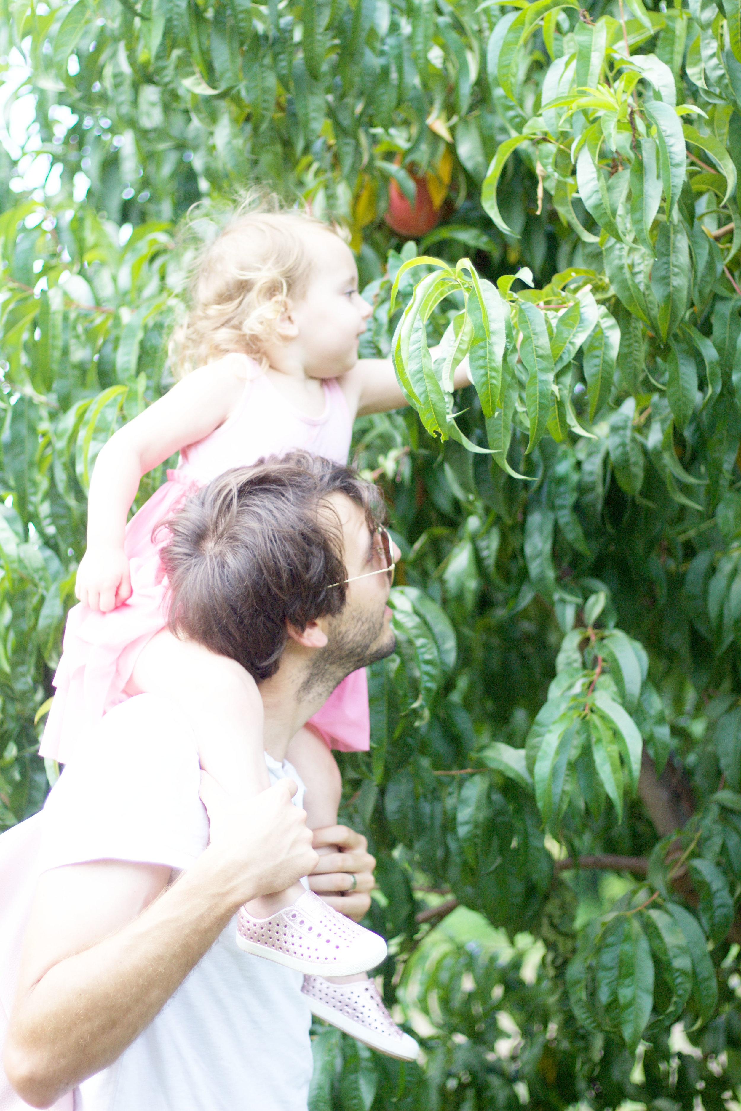 Family Peach Picking So Dressed Up