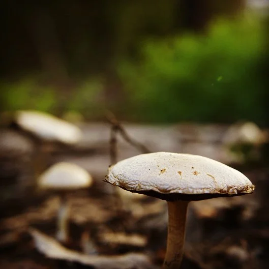 It's raining in California and the mushrooms are out. #raining #mushrooms #rain #mycelium #spore #fungi #backyard #toadstool