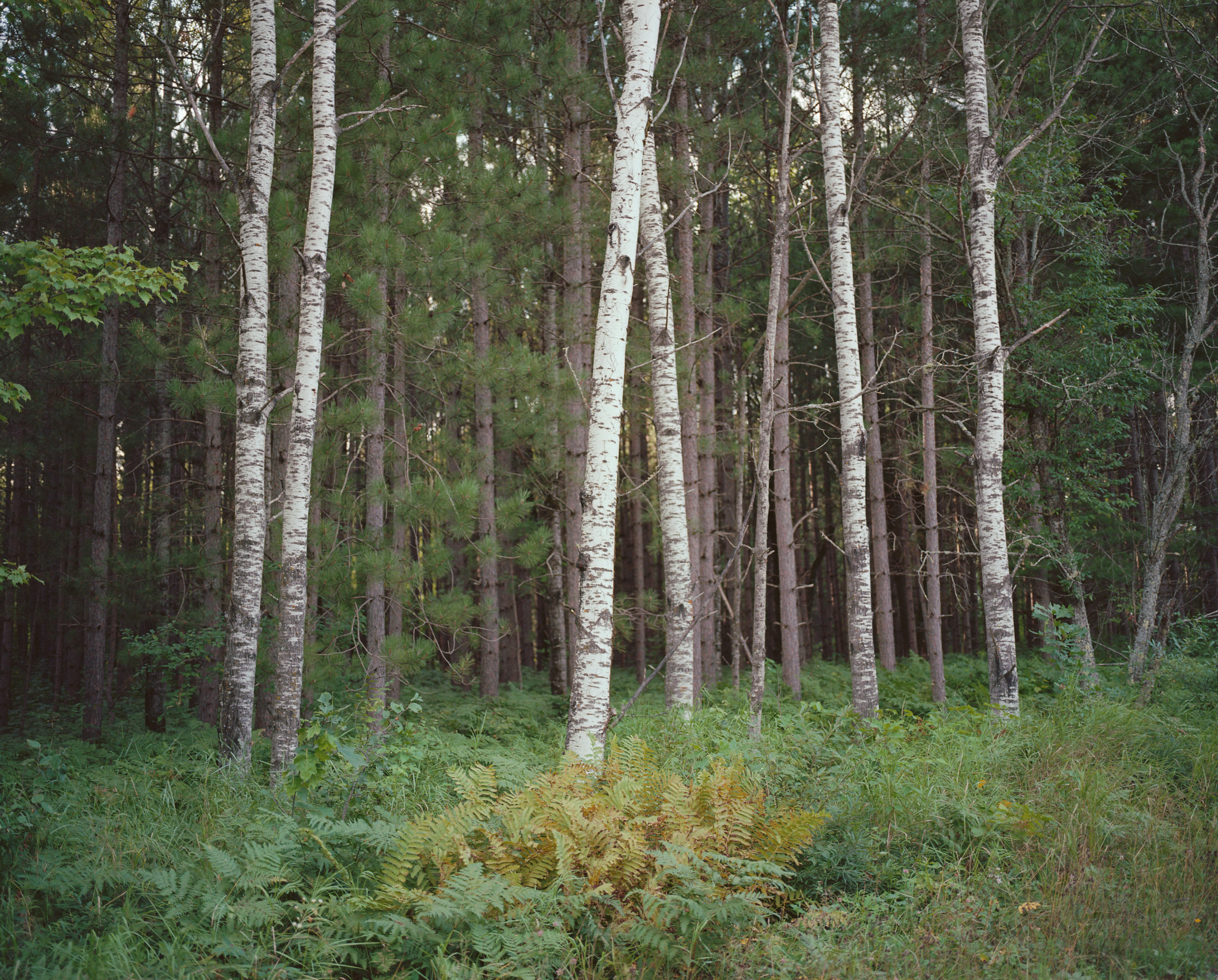 My great grandfather bought this land for 10 cents/acre