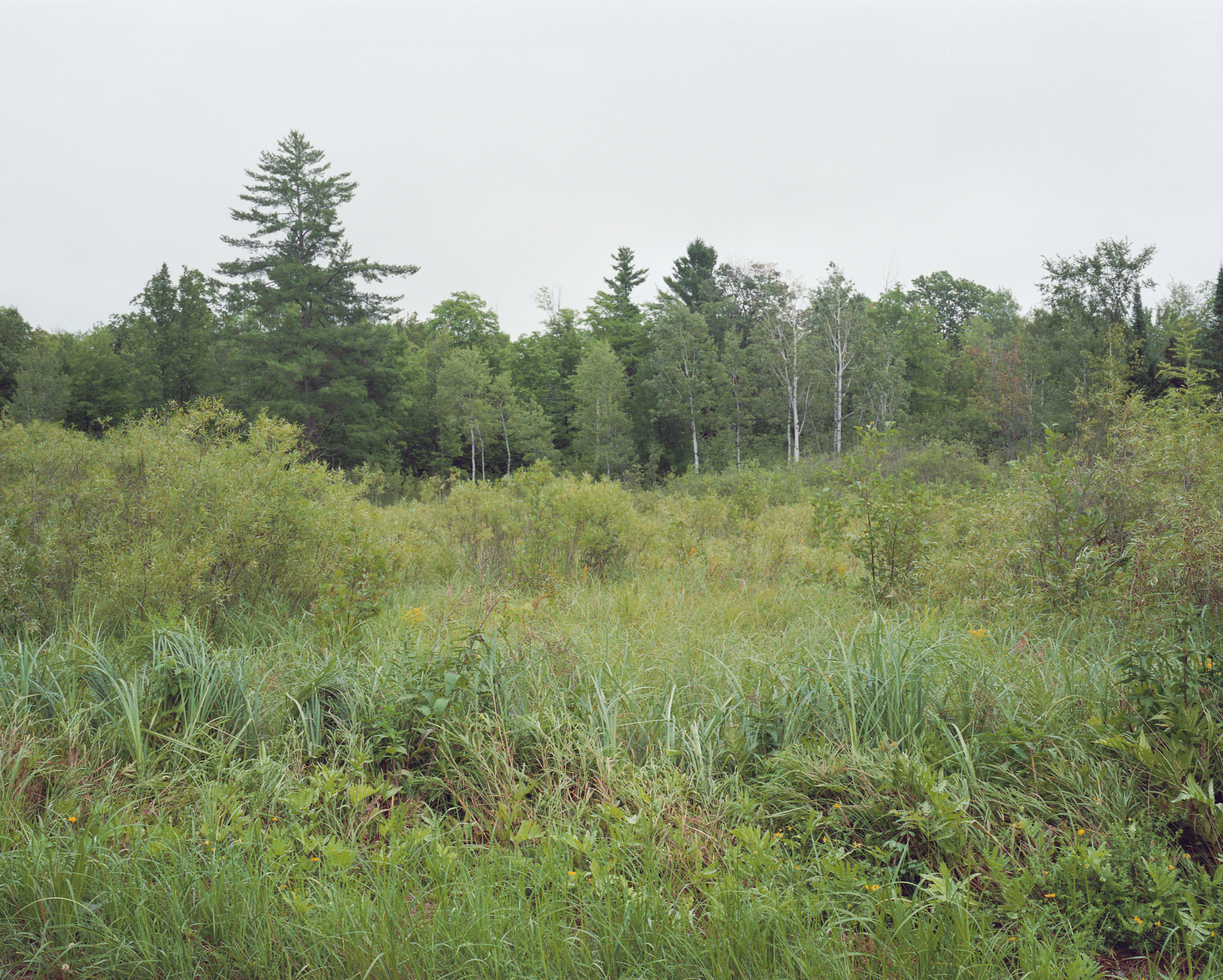 the Pasture