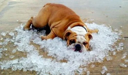 Meatball's stunt double (shown above).