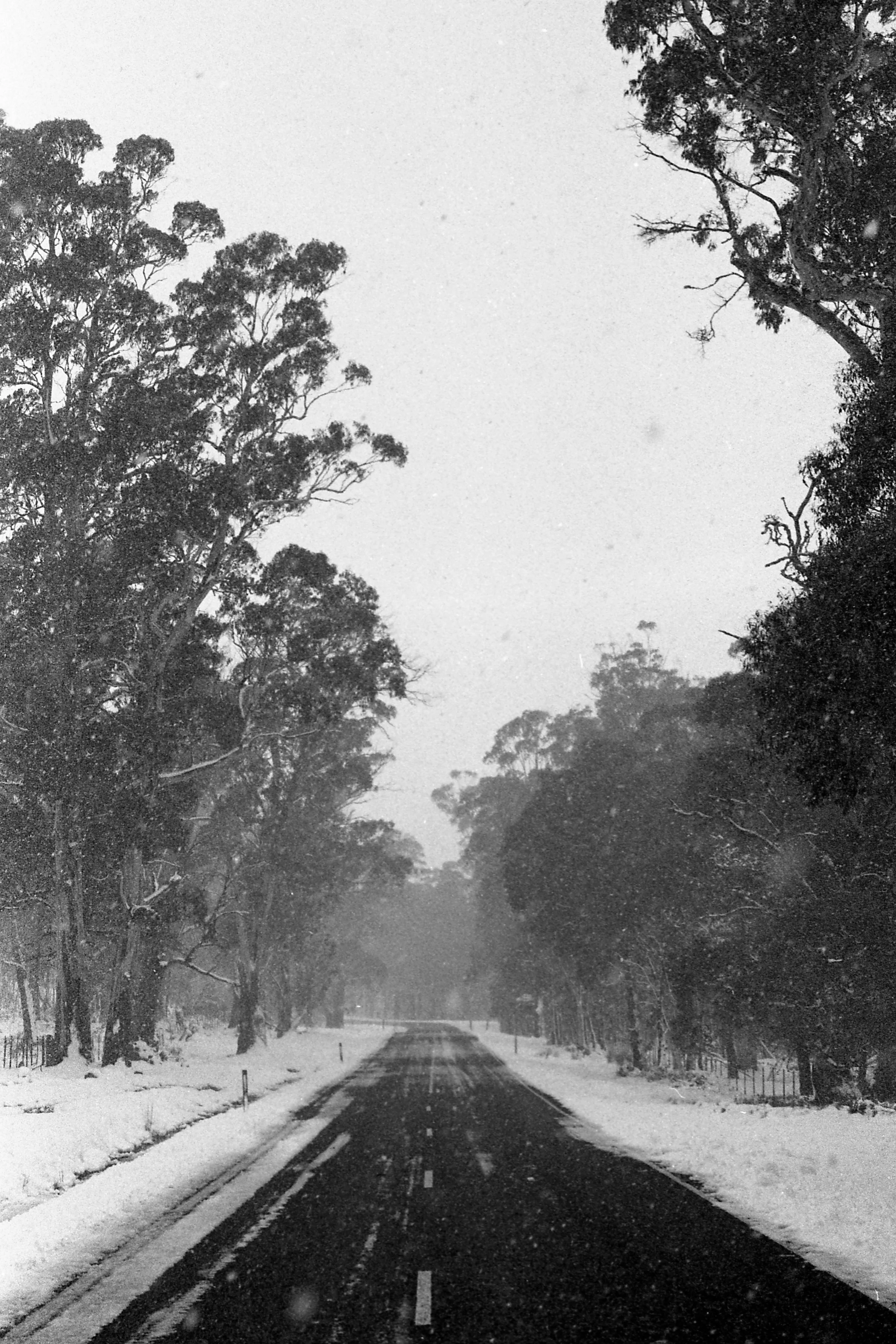 Location: Miena, Tasmania // November, 2014 // Film Stock: Sebastimulsion Magpie 400 // Camera: Canon t70