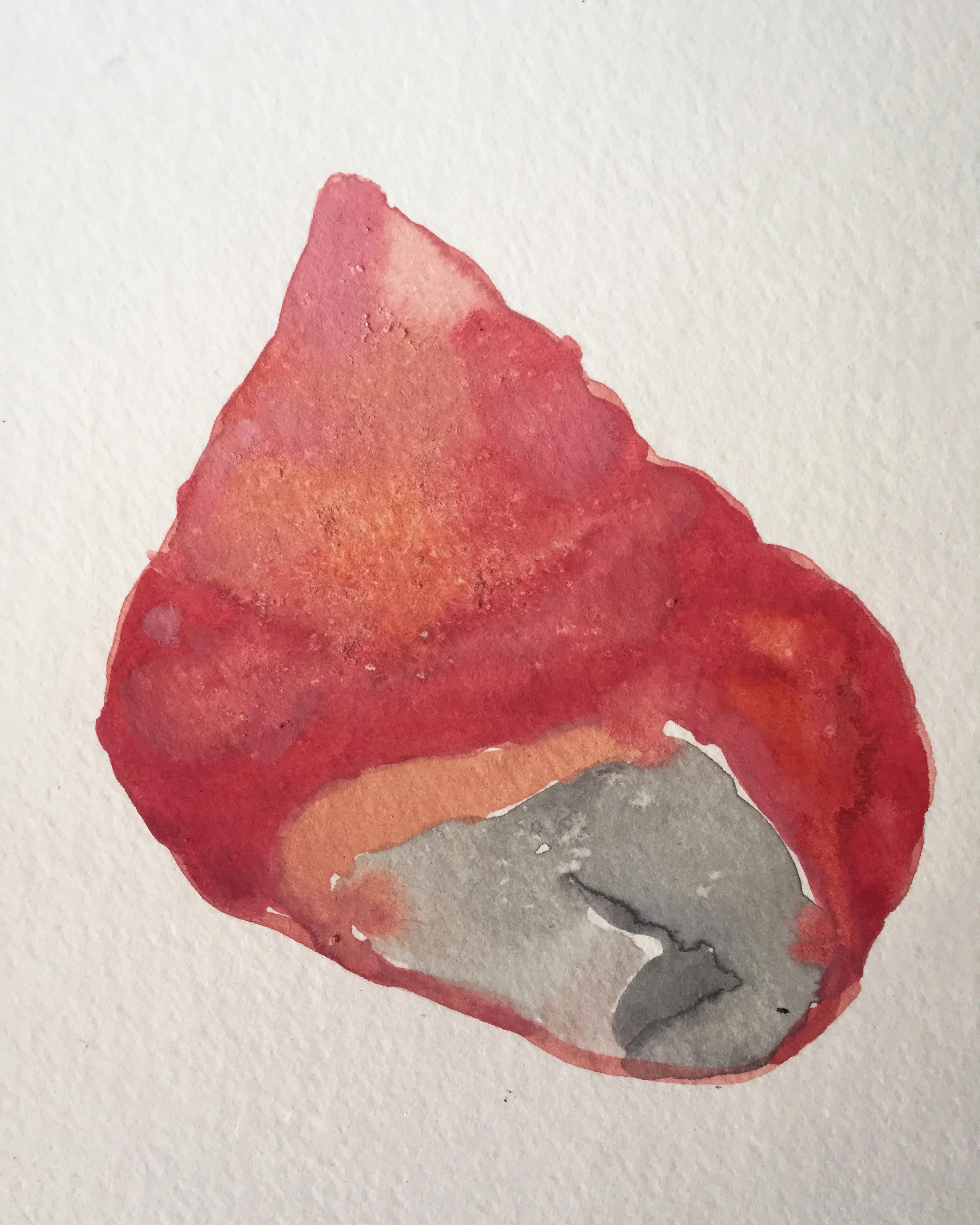 Pink Shell