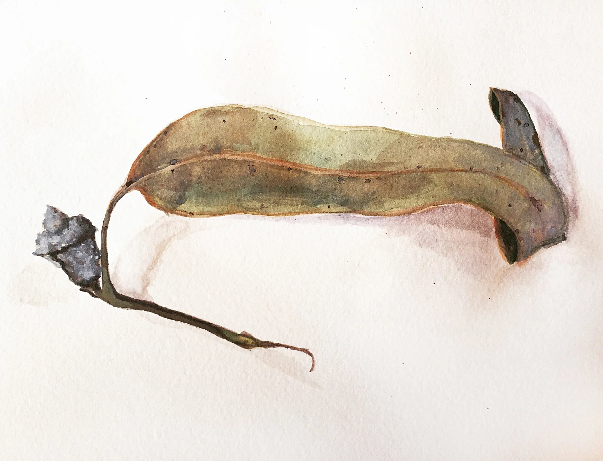 Eucalyptus