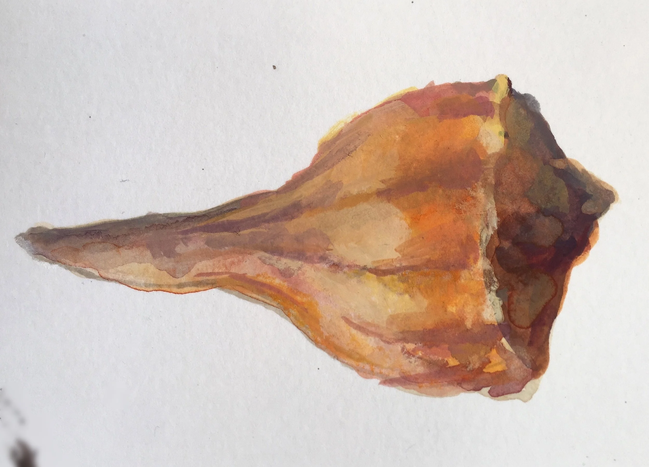 Shell
