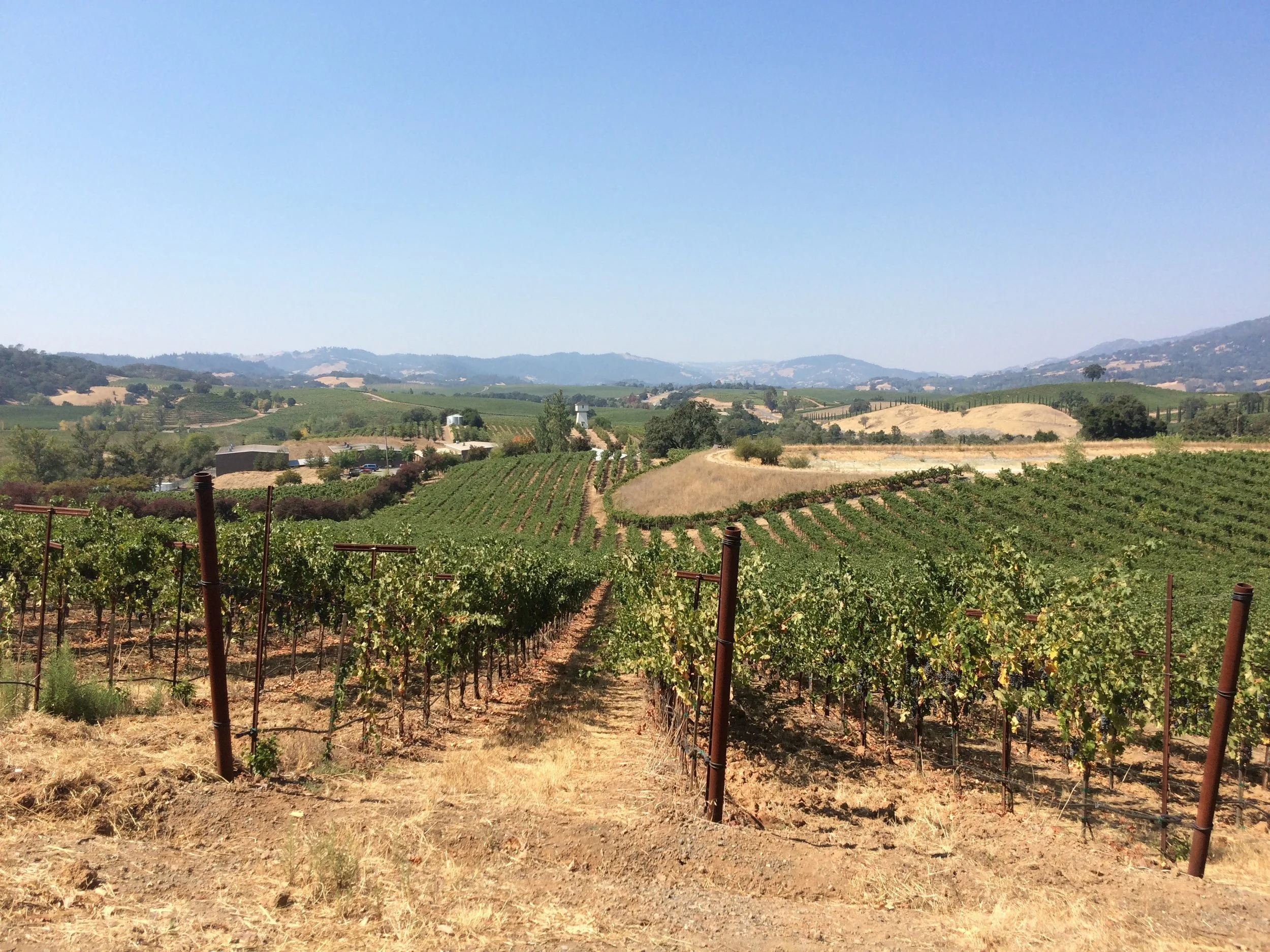 Alexander Valley Cab Vineyard
