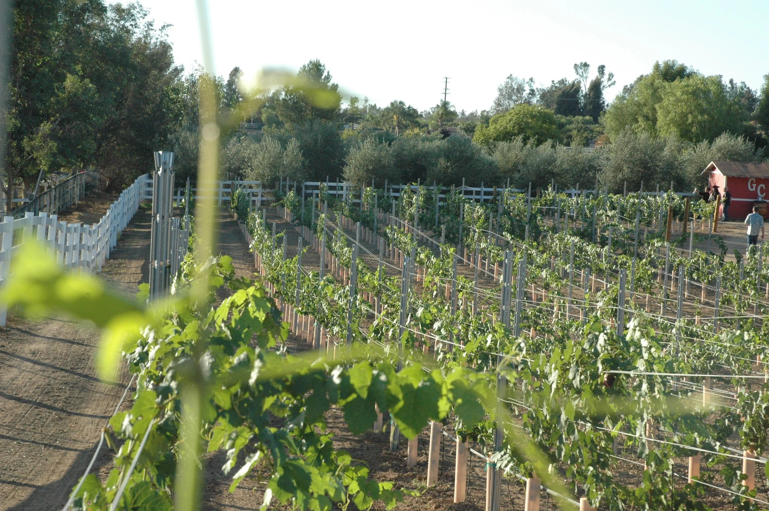 Petite Sirah Vineyard