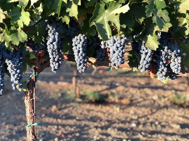 2018 Cabernet Sauvignon on our vineyard in Temecula