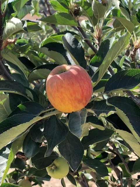 Other fruit we grow on our farm. Apples!