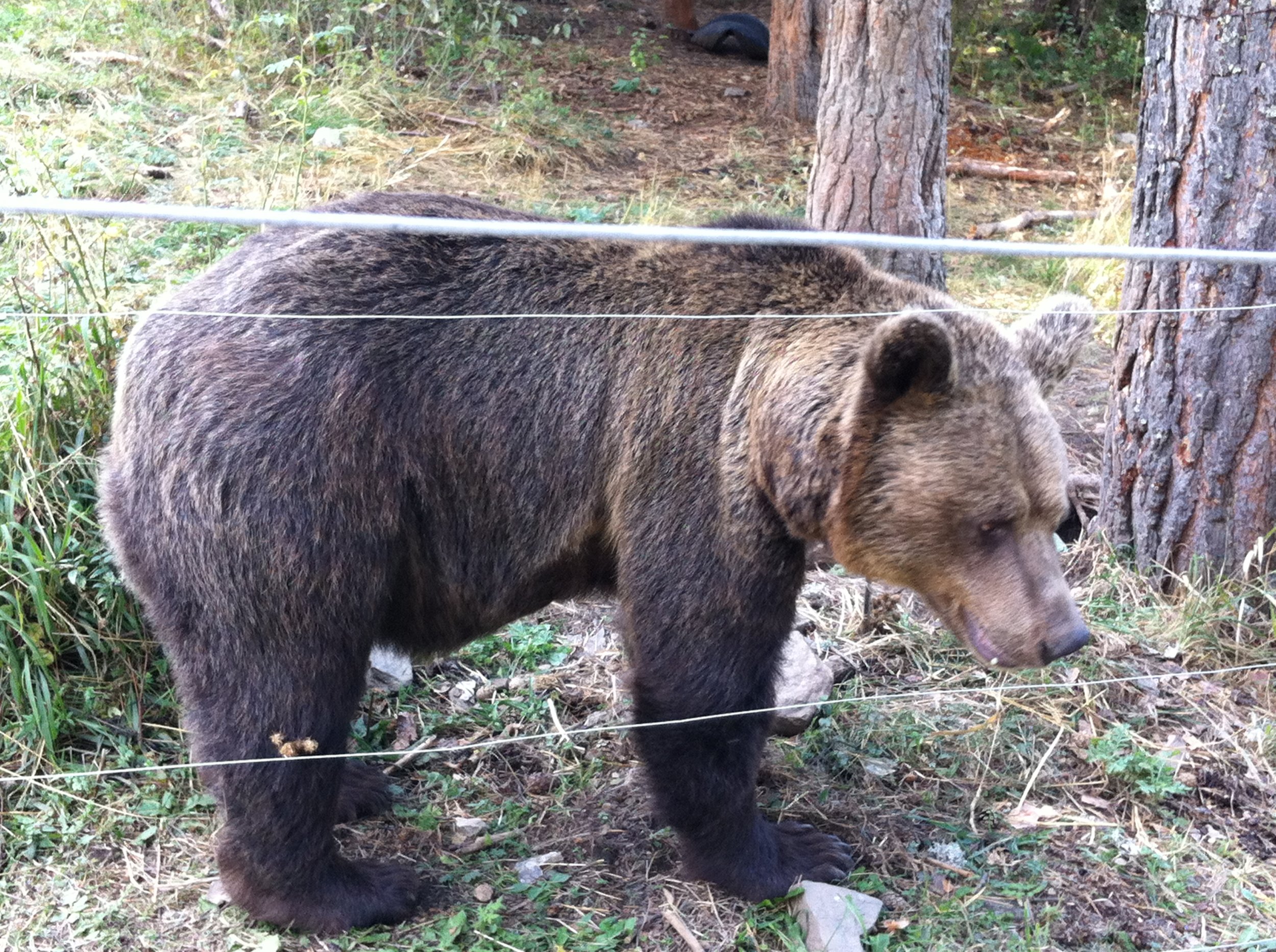 Brown Bear