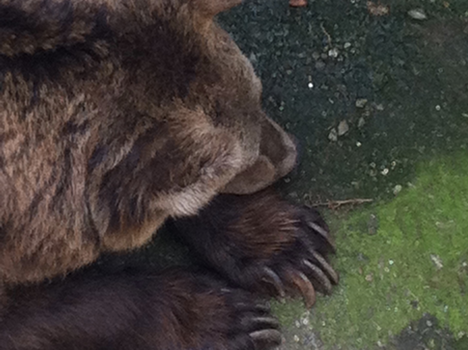 Brown Bear