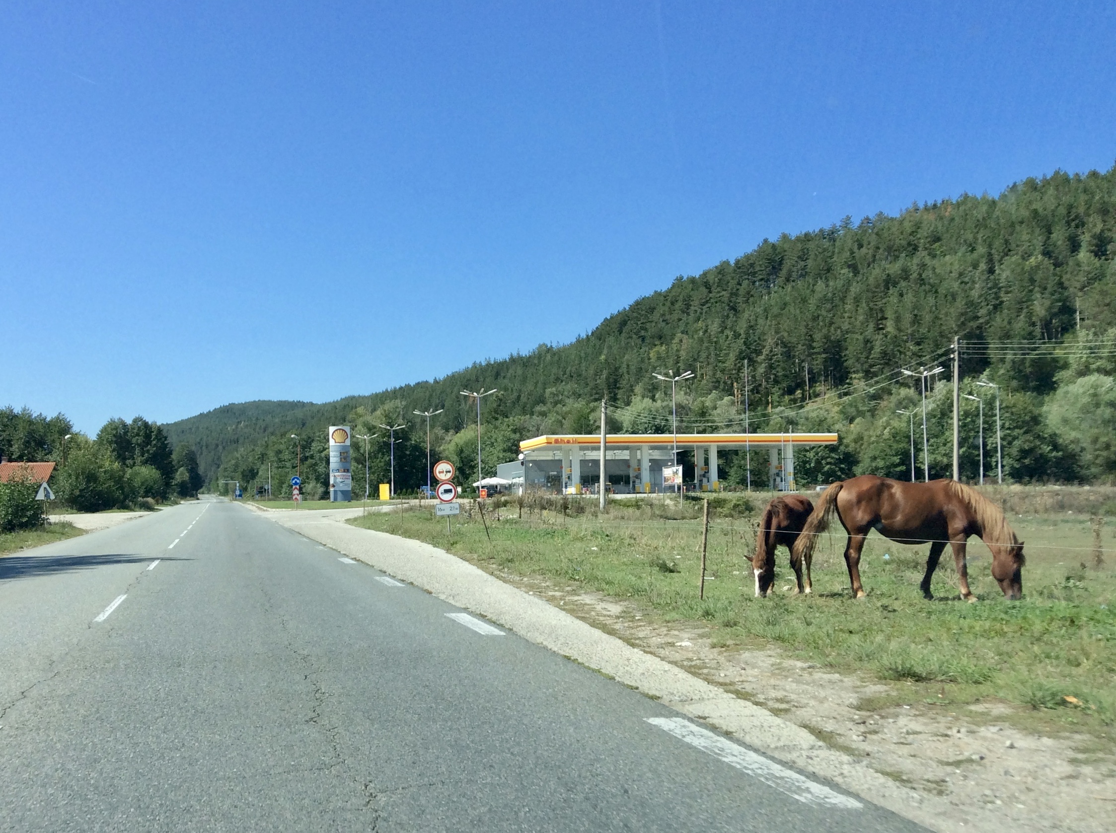 Horses Next to the Road