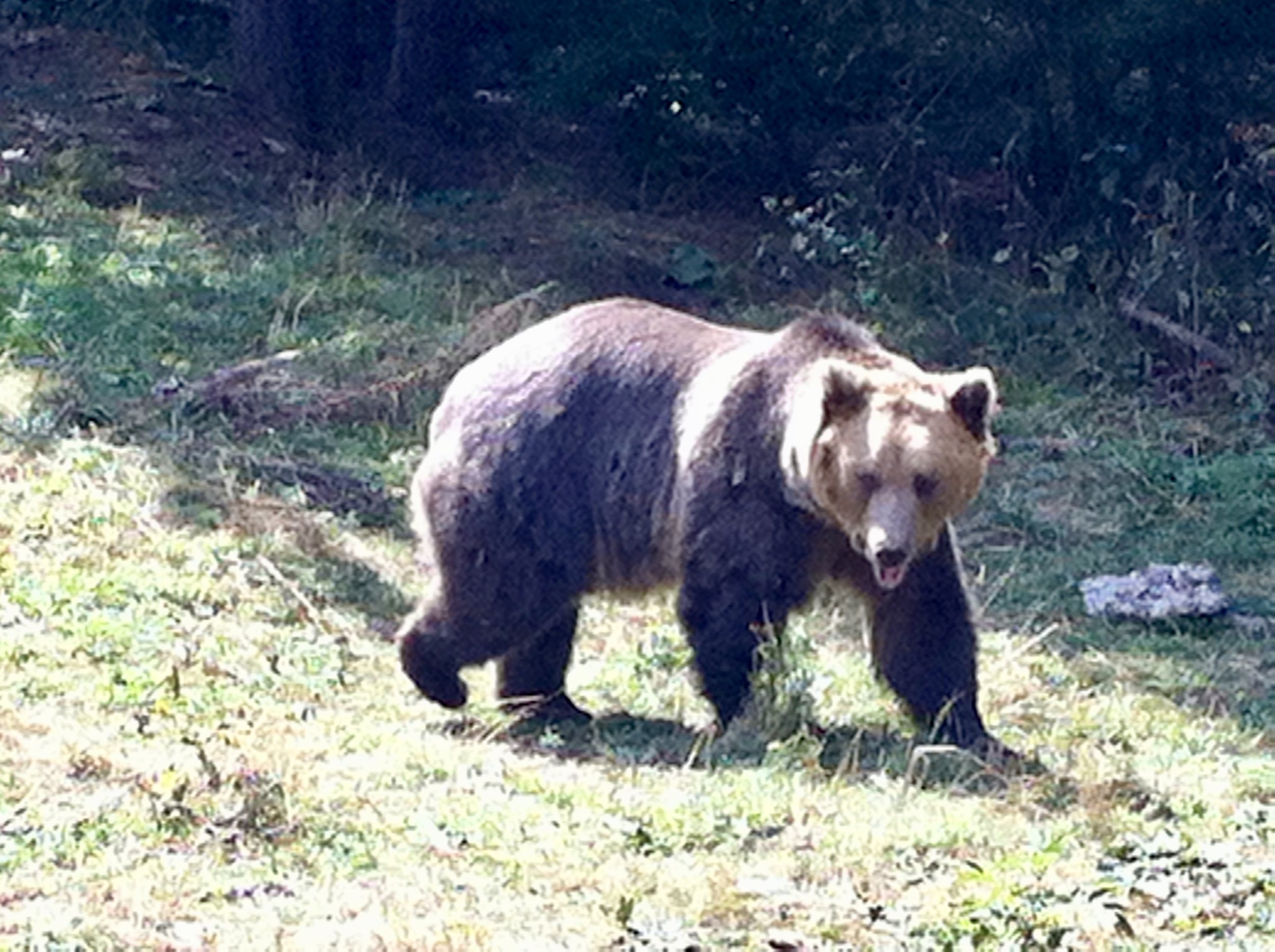 Brown Bear