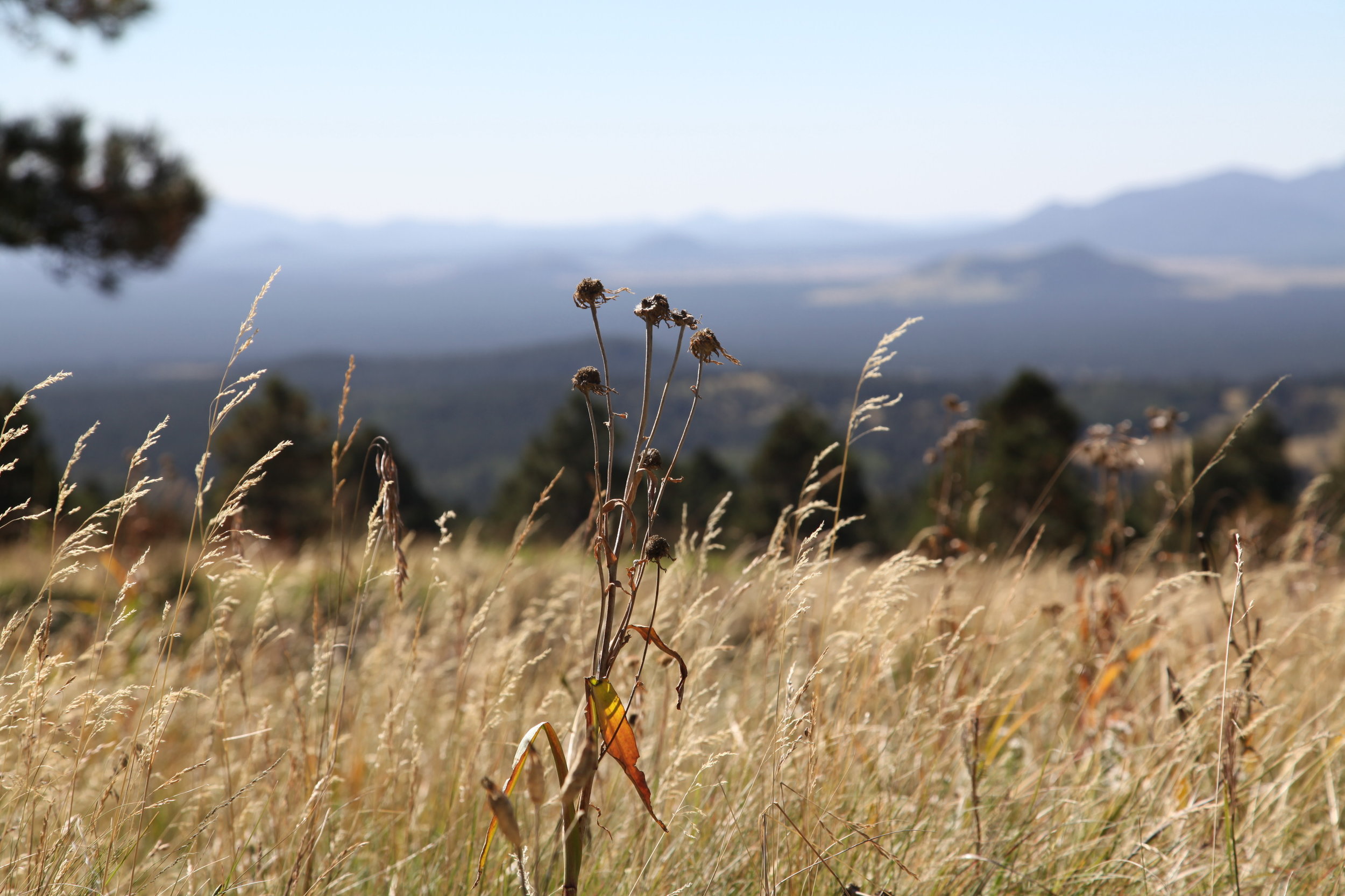 Snowbowl, Flagstaff