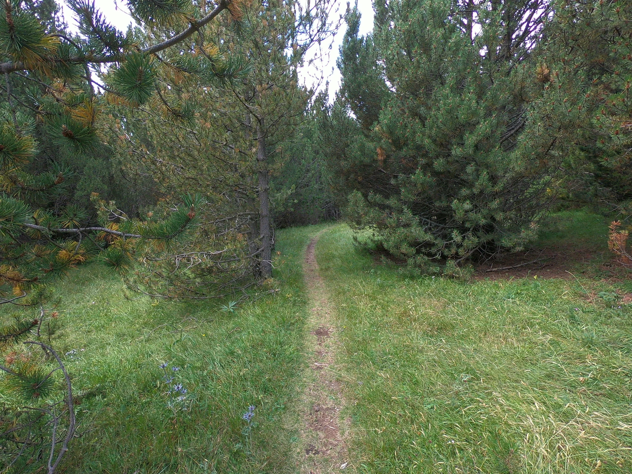 The start of the single track. Mostly dirt with some rock and some grass. From about km 5 to km 9, the single track trail traverses around the mountain to another ski resort. From km 5.8 to km 9, the course is relatively flat with some small up and downs.