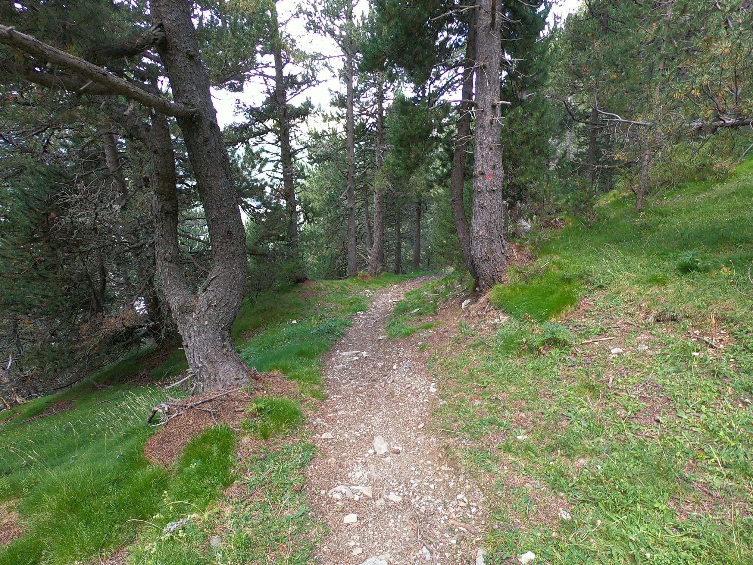 More single track, still going downhill.