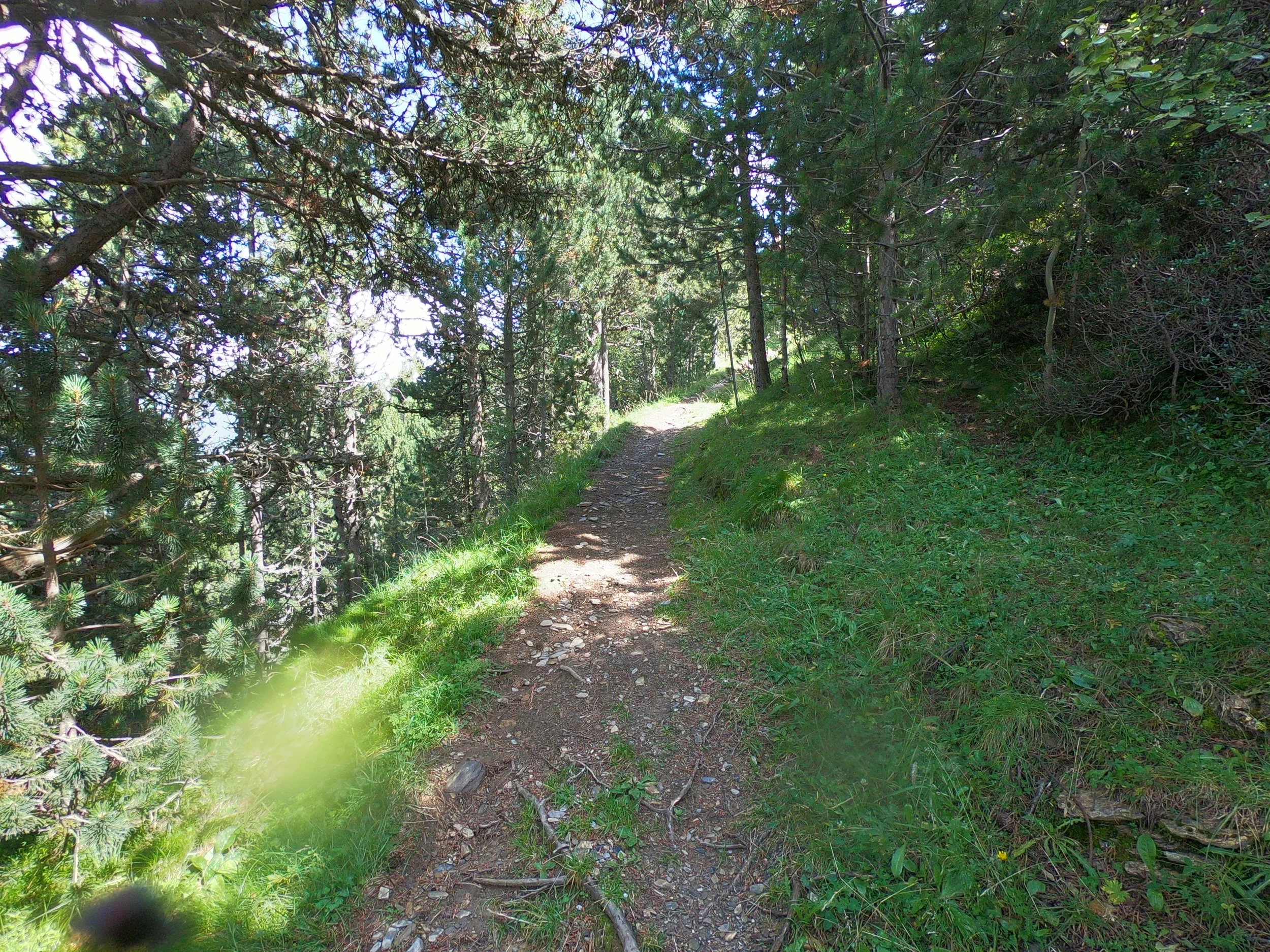 The single track trail widens up a little just before you enter a wide grassy trail.