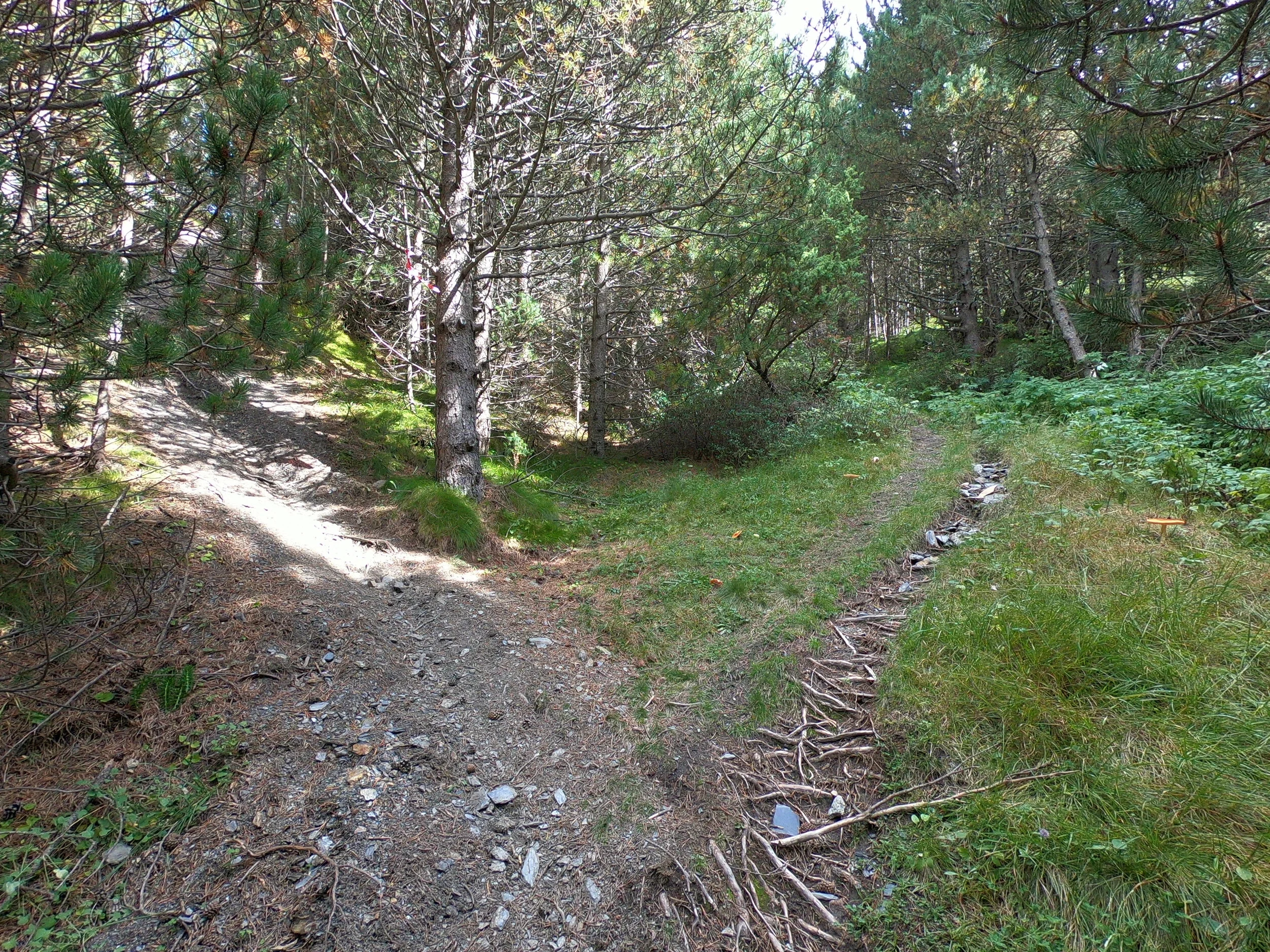 Take the left fork and go up a steep single track.