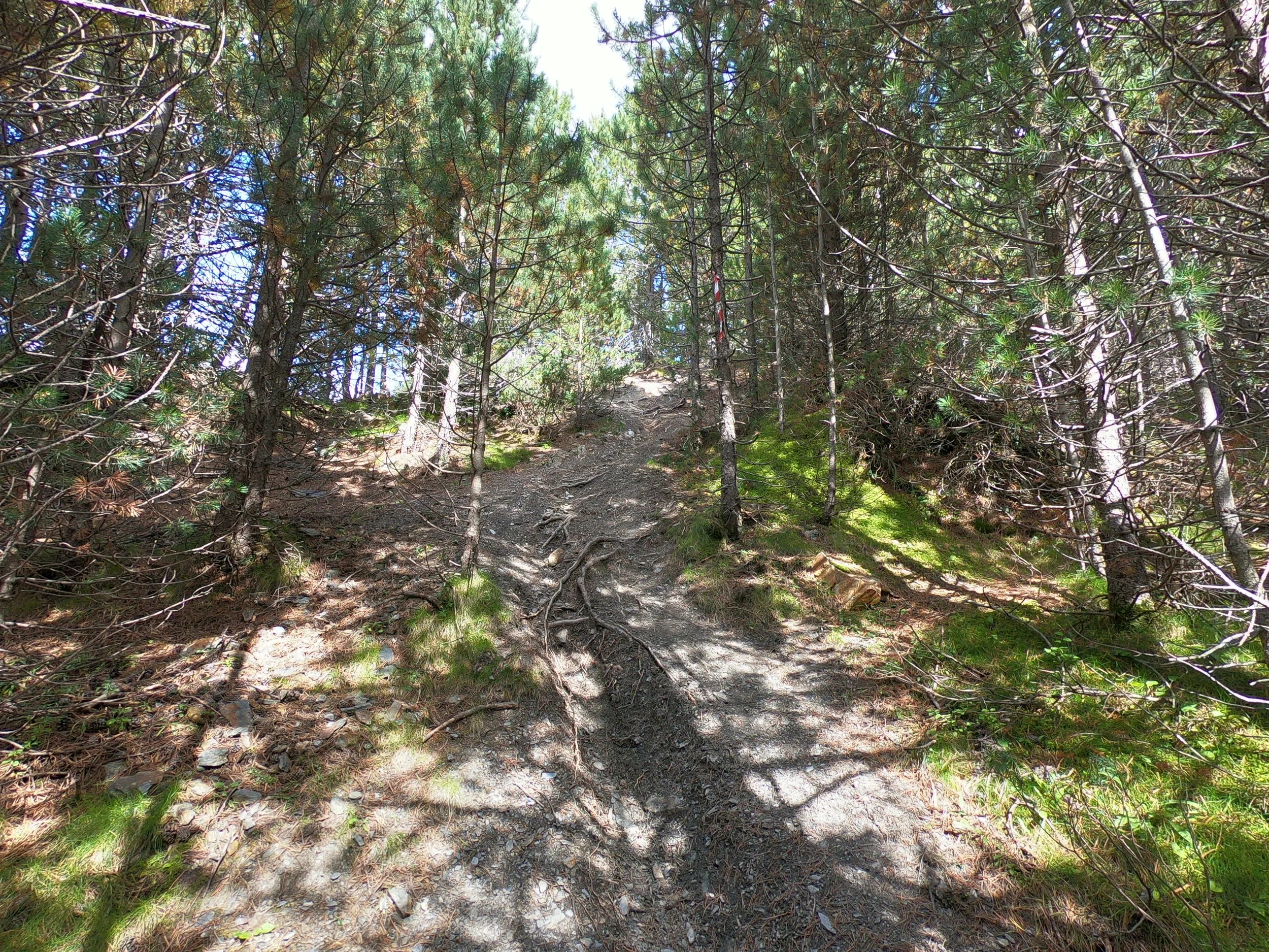 One of the steepest sections of the entire race course. Approximately 2.6 km into the race.