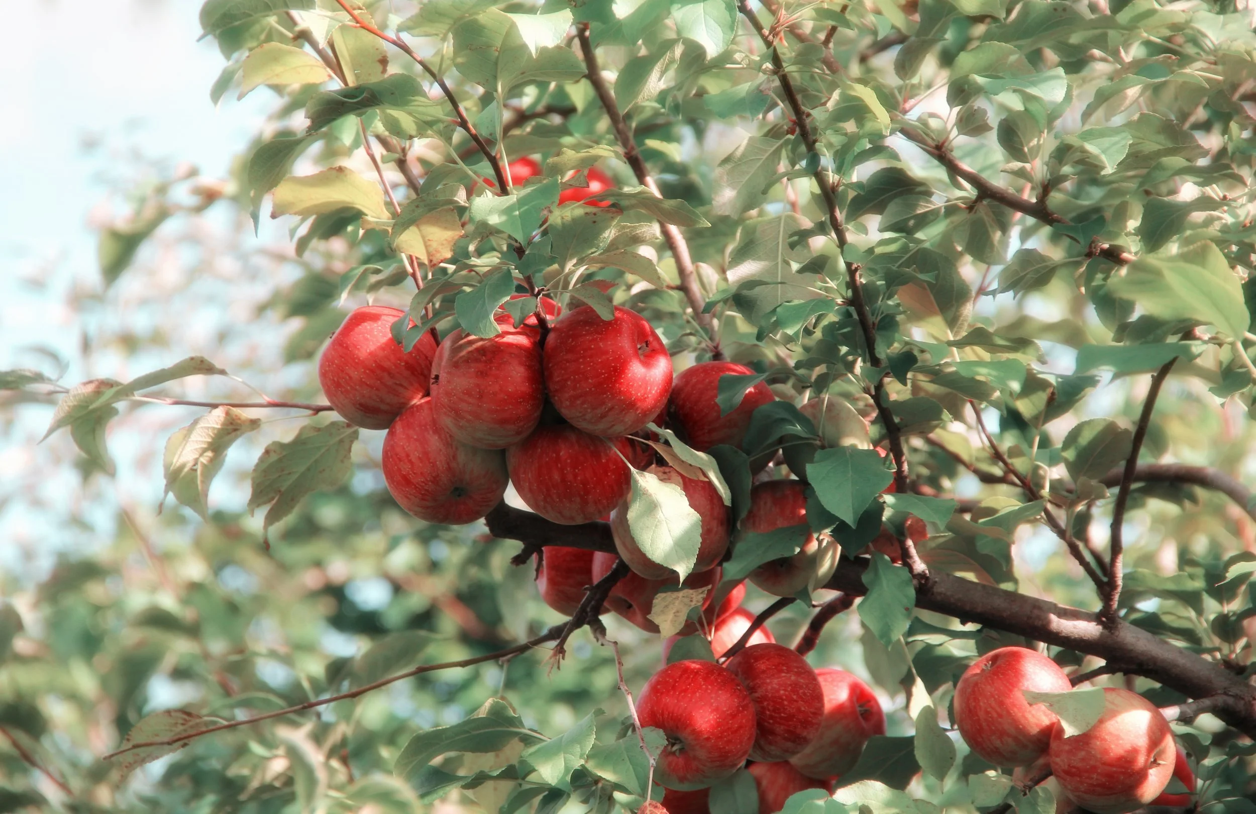 The Core Values An Apple Brings Will Surprise You