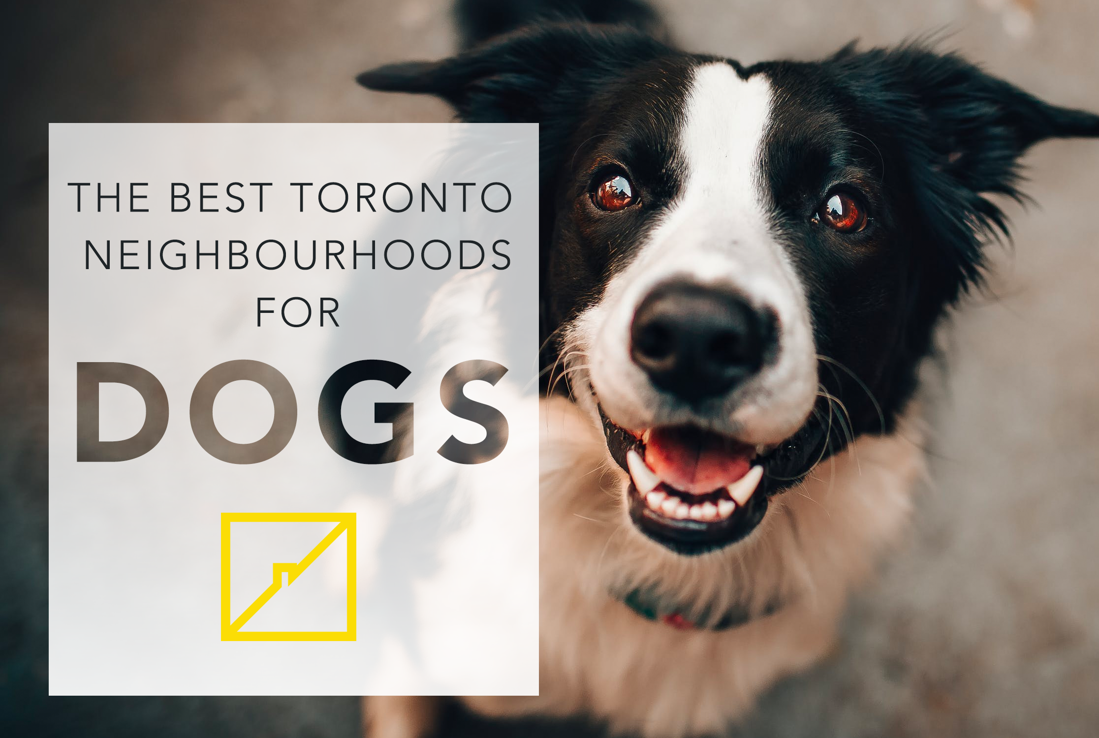 The Best Toronto Neighbourhoods for Dogs