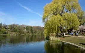 High Park Cover.jfif