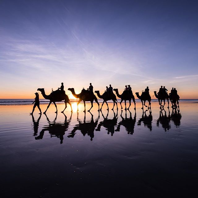 Broome Time with the Camels 🐫 
#cablebeach #broometime #mykimberleybucketlist #seeaustralia #visitbroome #westisbest #westernaustralia #thewesttravel #swtravelclub #watourism #tastebroome #uniquekimberley #wabeaches #australiasnorthwest #thisiswa #m