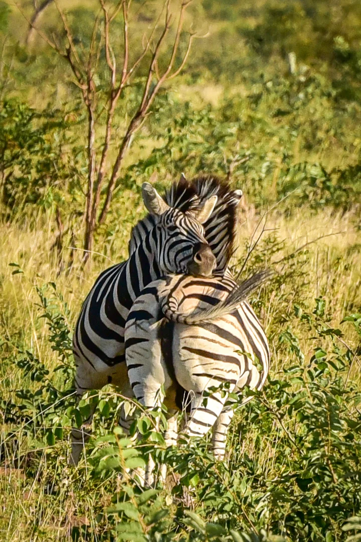 Edited_RM_012_Zebra-Hug-12x18.jpg