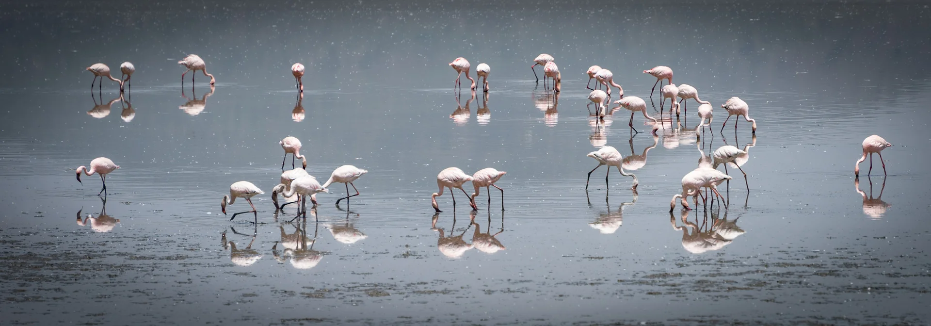 Edited_RM_008_Pink-Glades-7x20.jpg