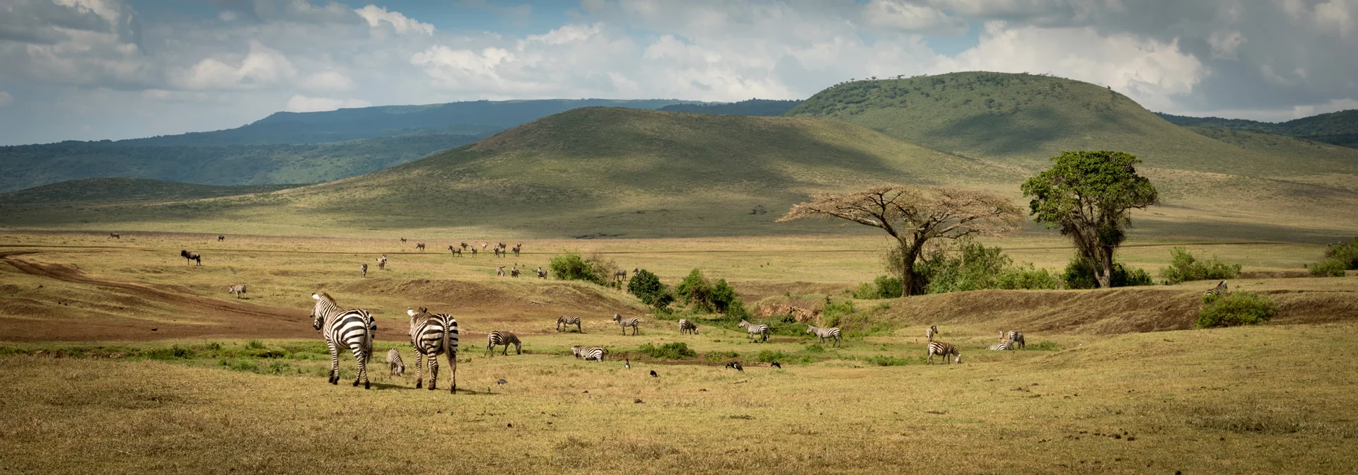 Edited_RM_010_Savannah-Plains-7x20.jpg