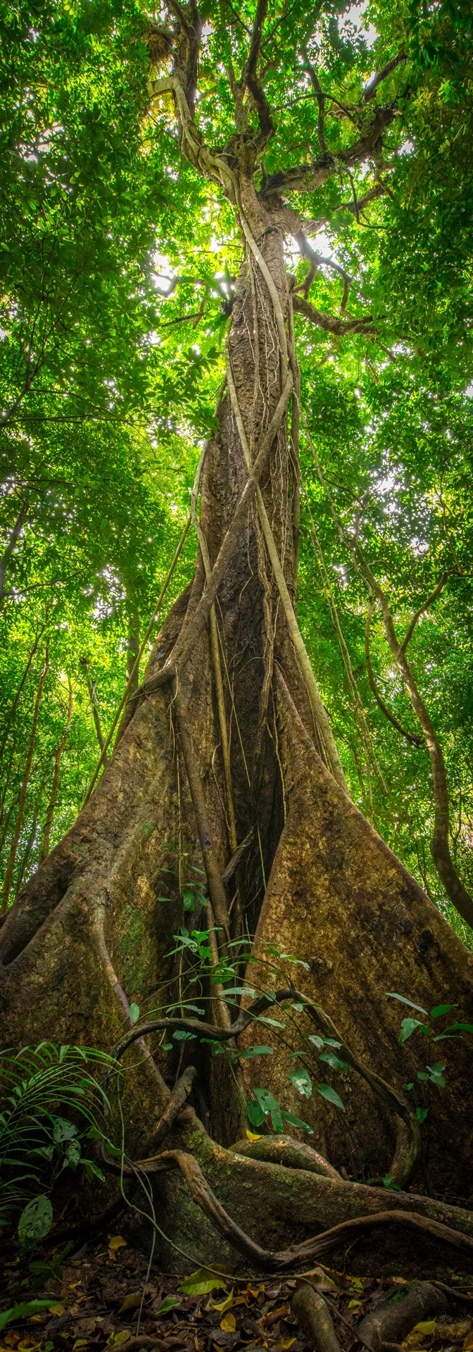 Edited_RM_035_Daintree-Giant-7x20.jpg