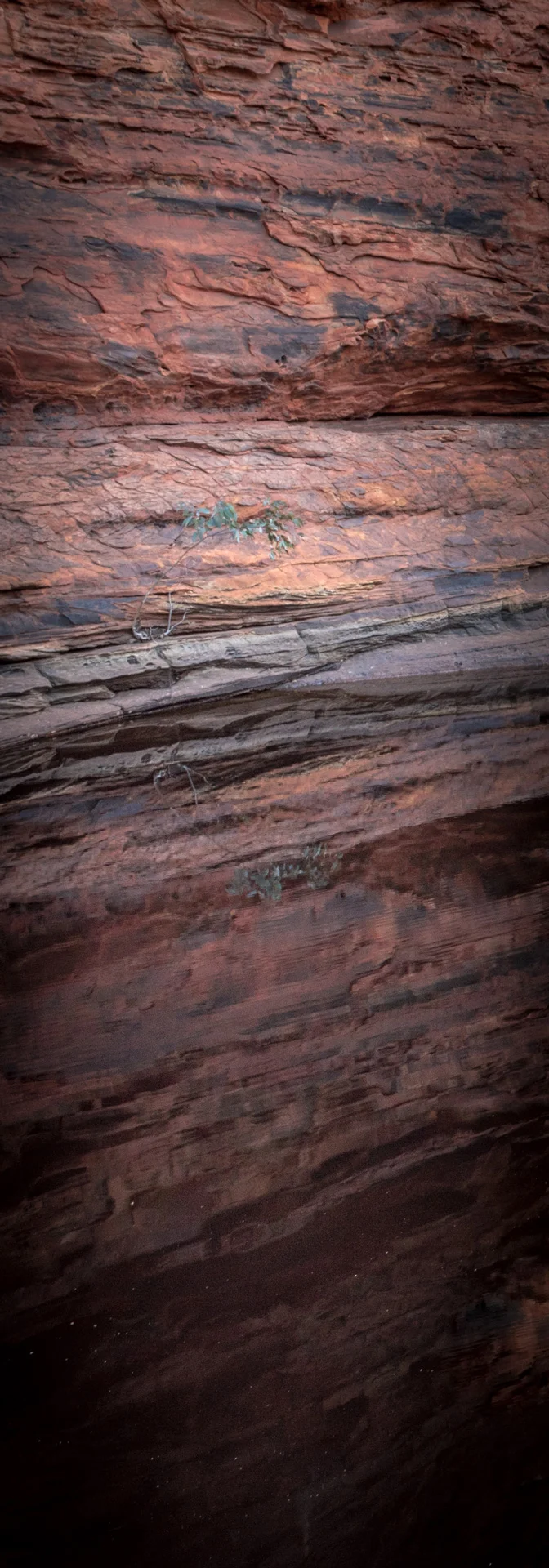Edited_RM_018_Lone-Tree_7x20.jpg