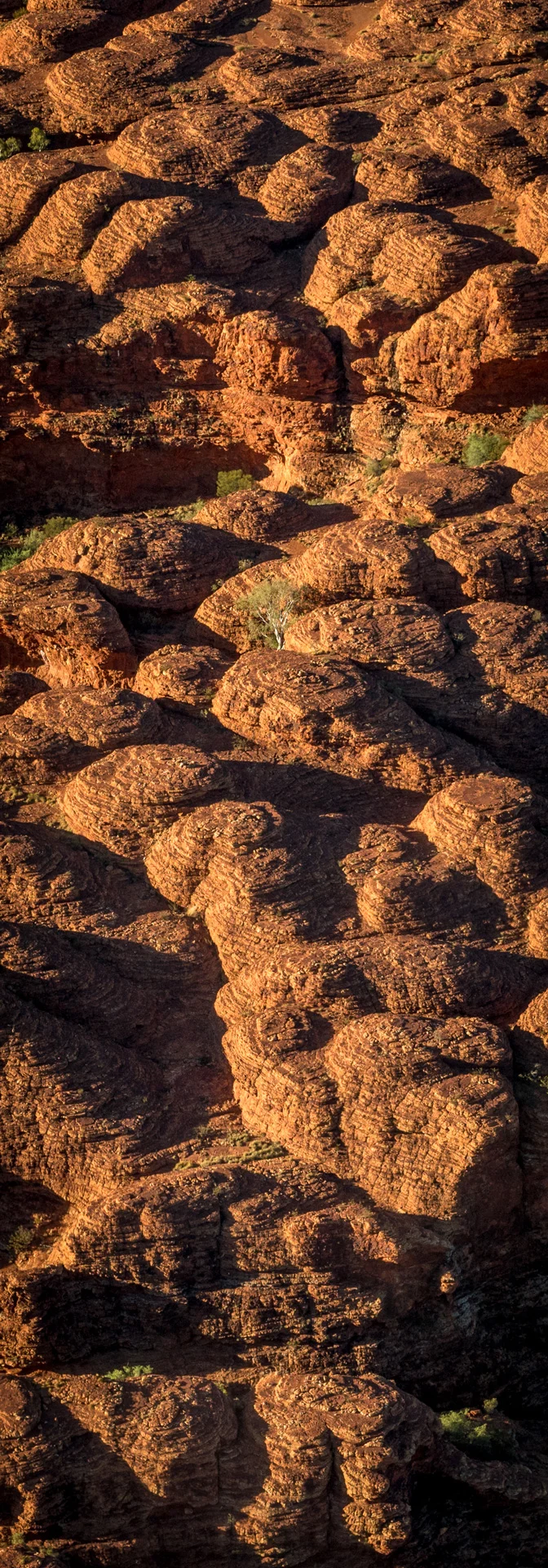 Edited_RM_022_Rugged-Tree_7x20.jpg